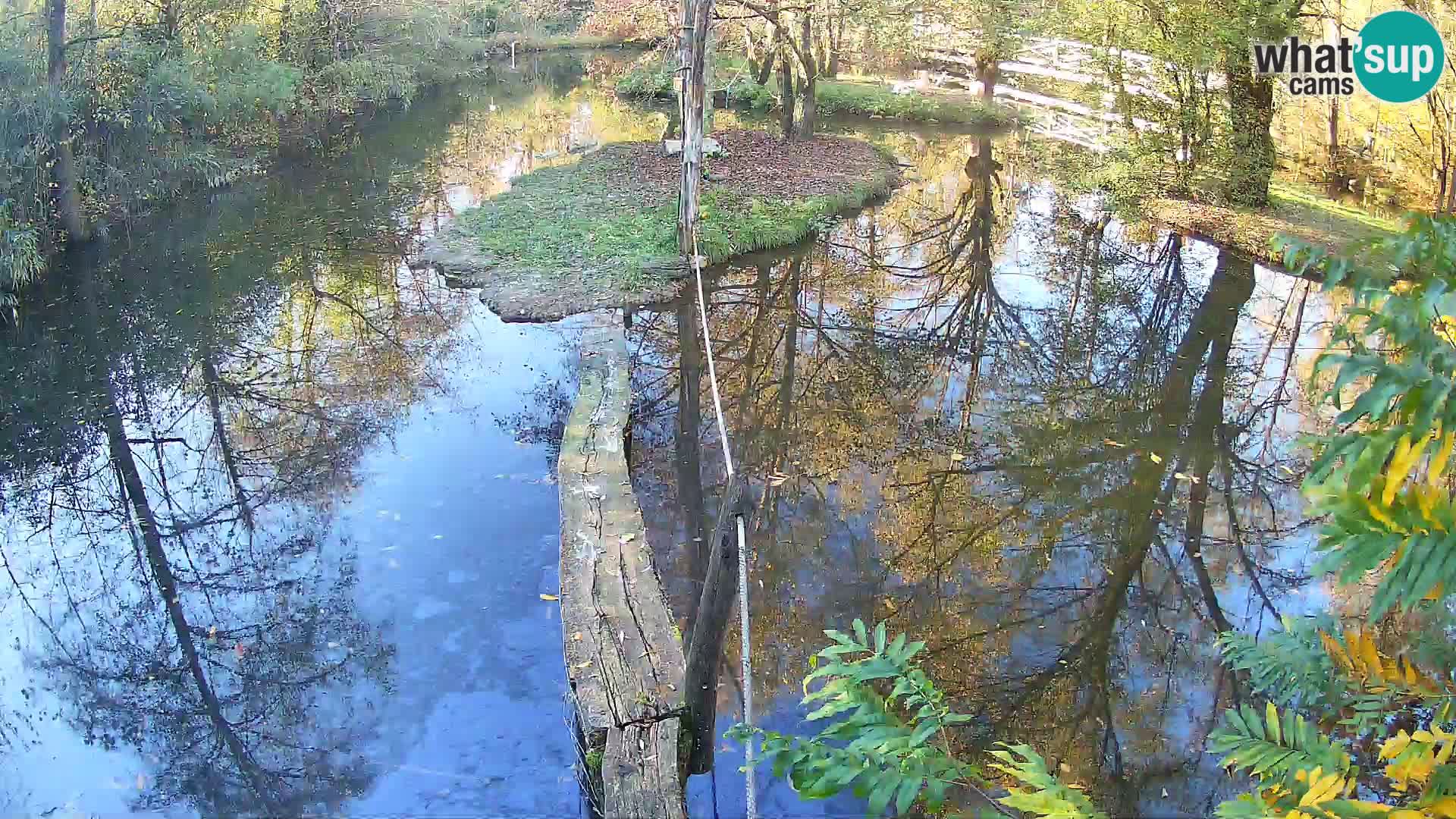 Black and white ruffed lemur Ljubljana Zoo live cam