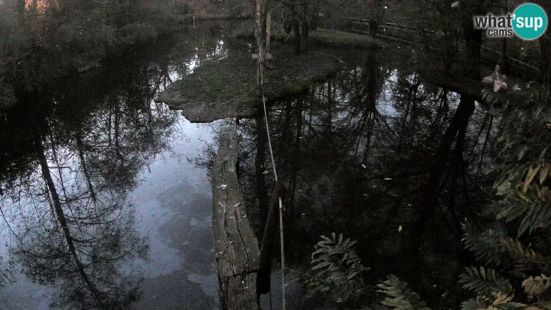 Black and white ruffed lemur Ljubljana Zoo live cam