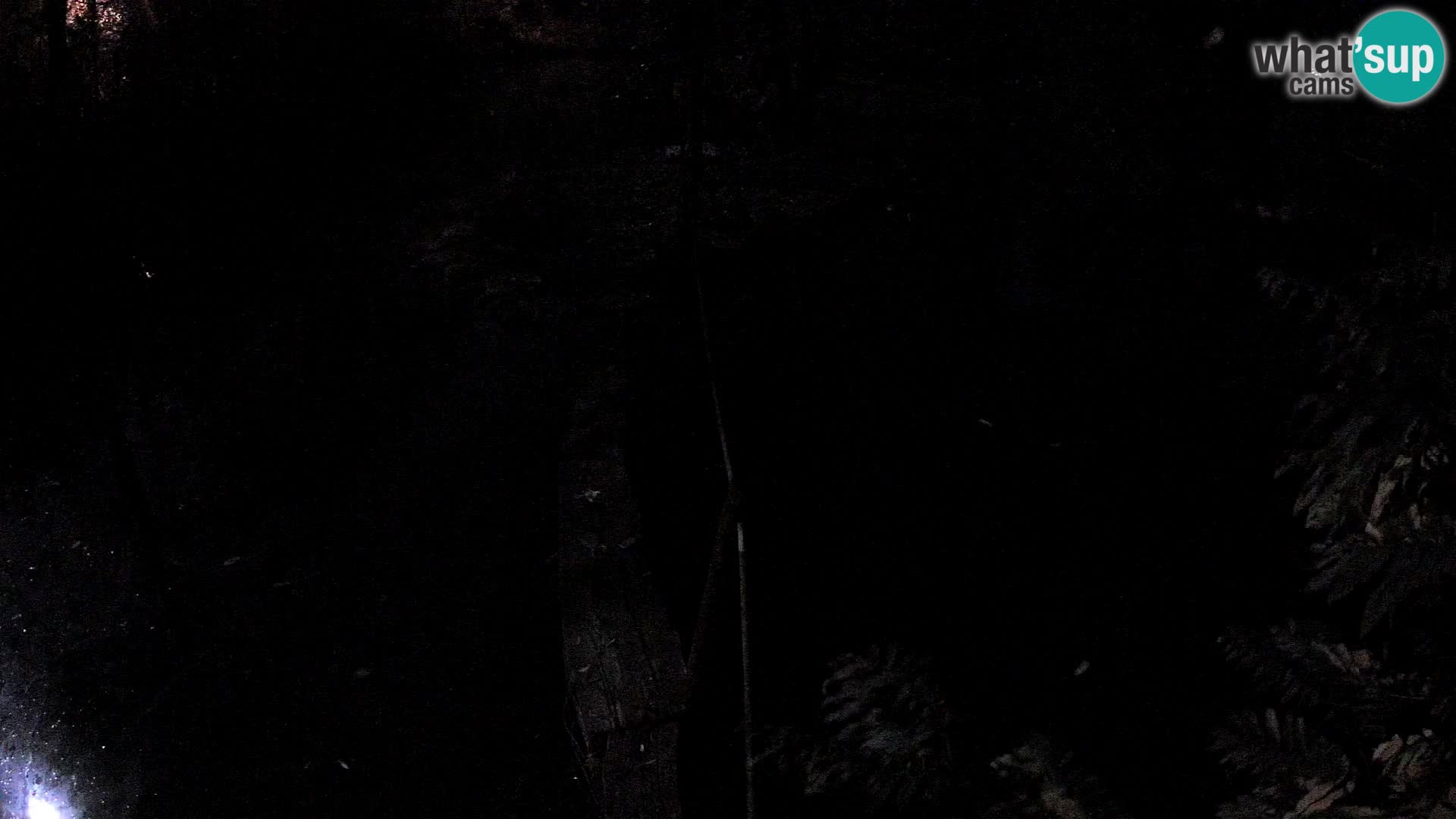 Navadni vari v živo – Ljubljana živalski vrt