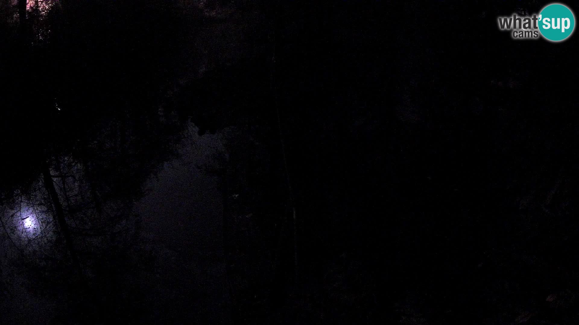 Lémur rufo blanco y negro – Ljubljana Zoo en vivo