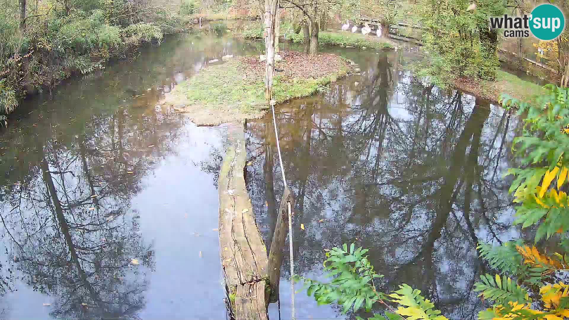 Navadni vari u živo – Ljubljana zoo