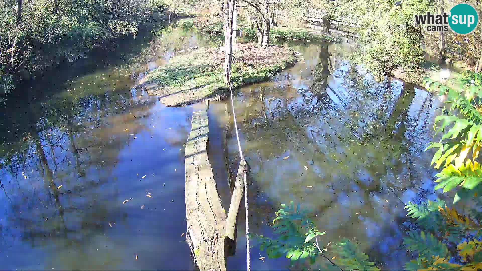 Vari noir et blanc – Ljubljana ZOO  livecam