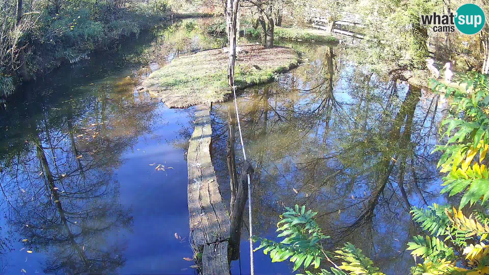 Black and white ruffed lemur Ljubljana Zoo live cam