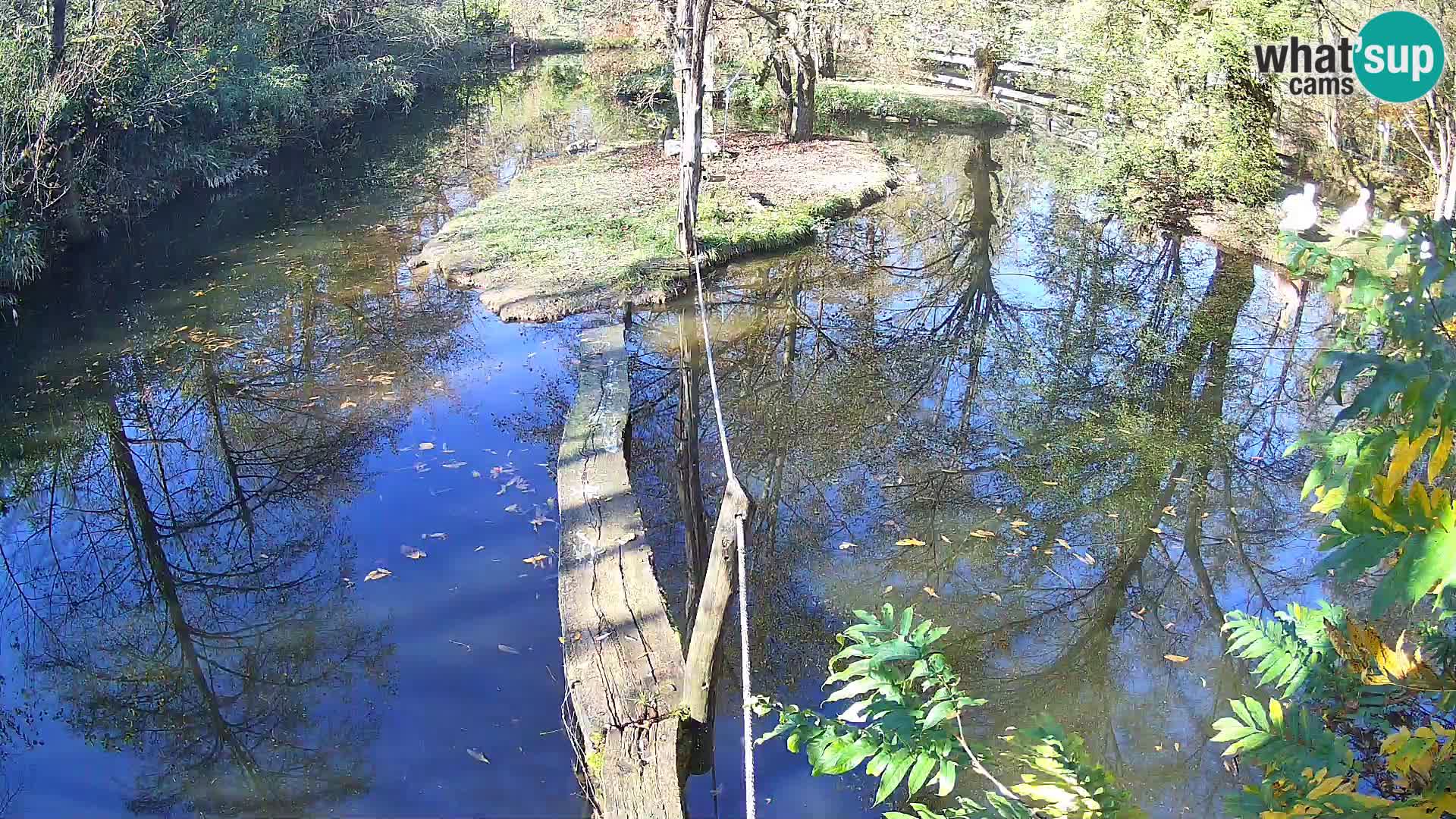 Navadni vari u živo – Ljubljana zoo