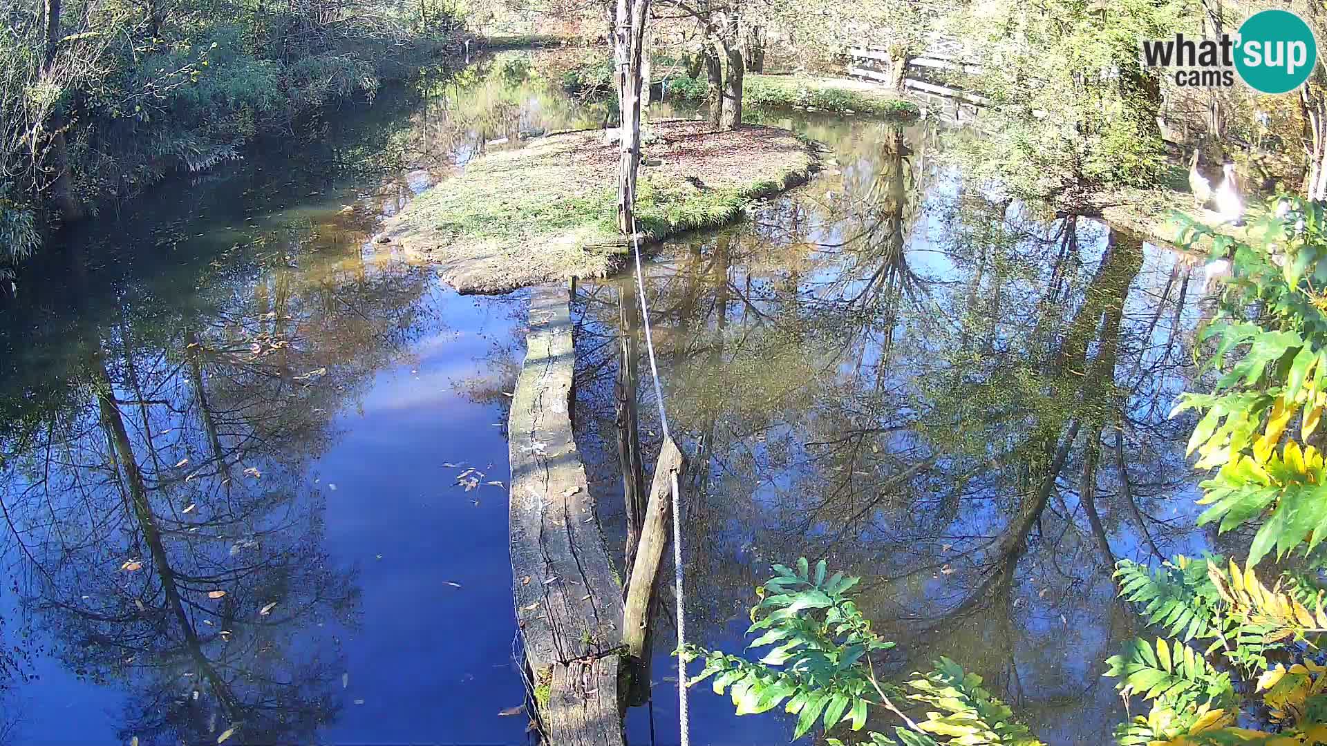 Schwarzweiße Vari Zoo Ljubljana webcam