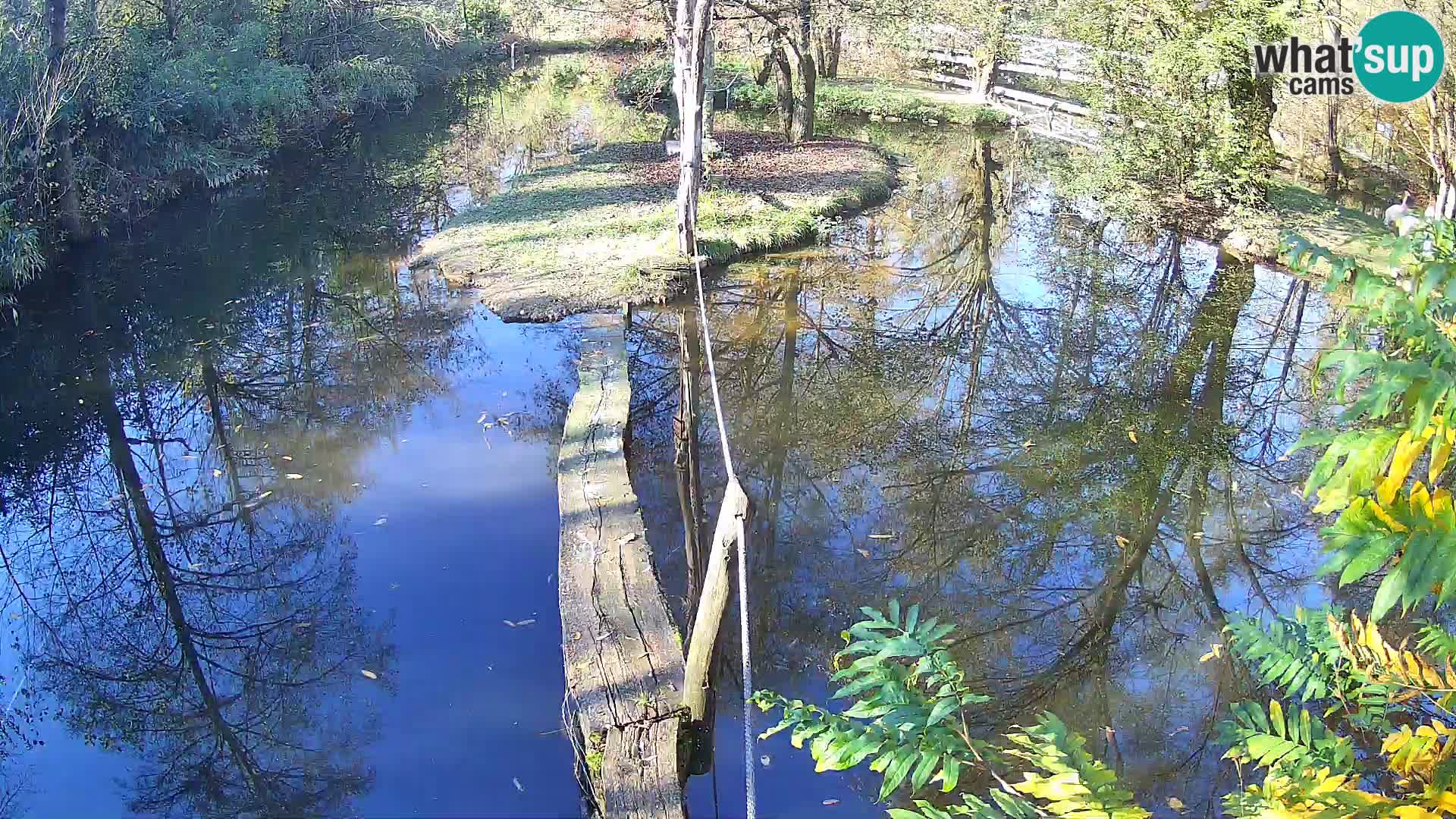 Schwarzweiße Vari Zoo Ljubljana webcam