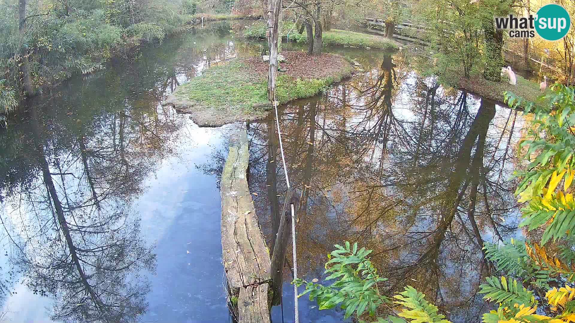 Lémur rufo blanco y negro – Ljubljana Zoo en vivo