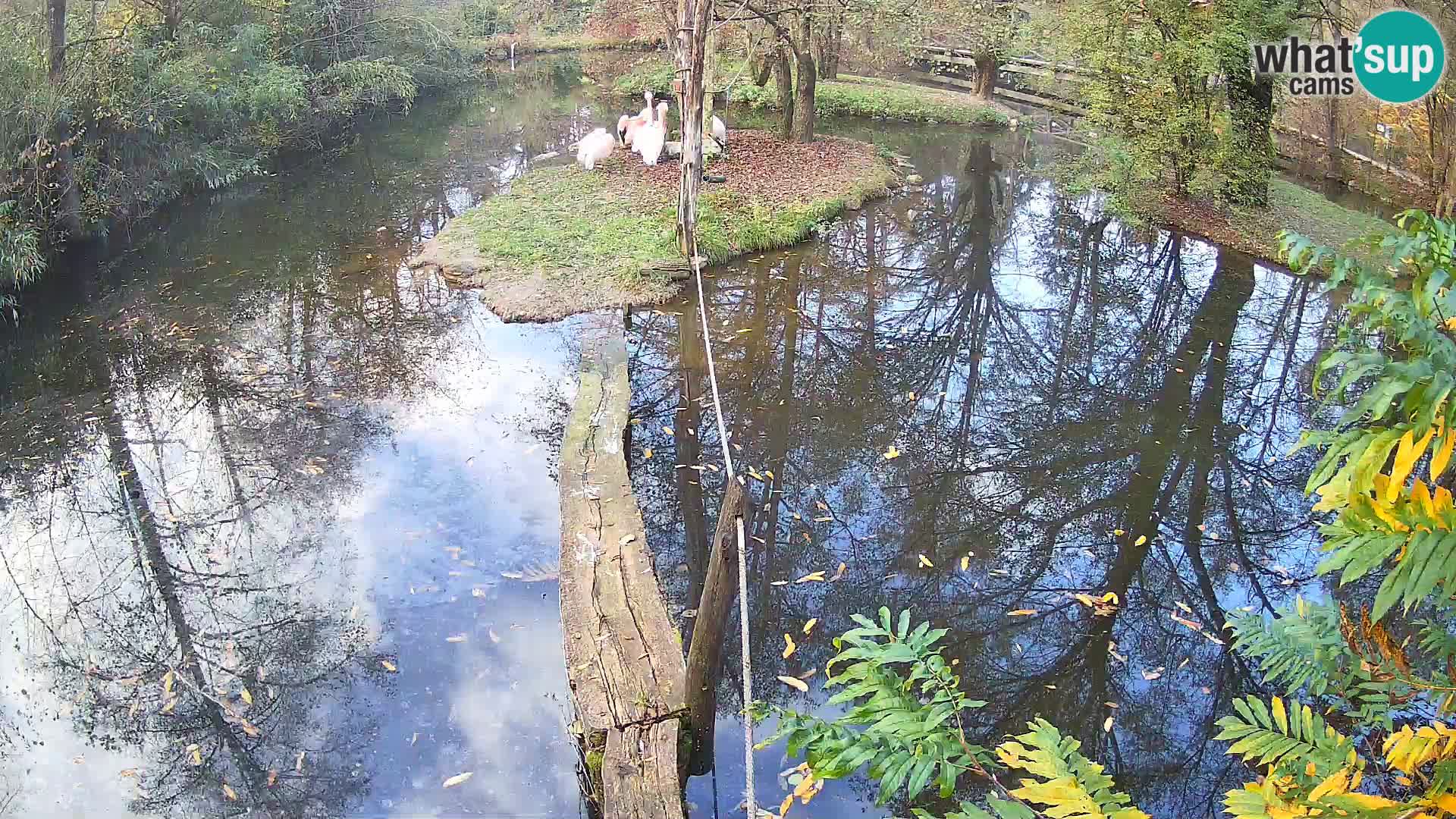 Vari bianconero Zoo Ljubljana webcam