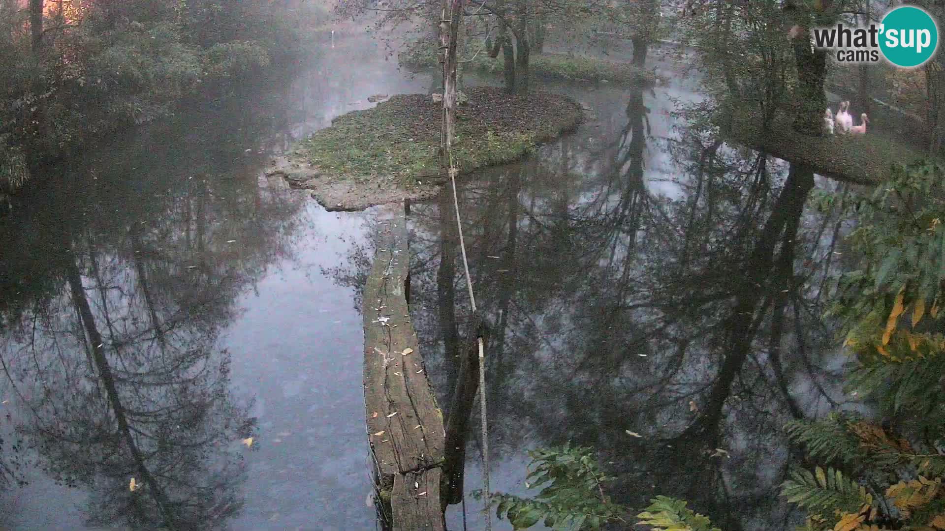 Vari bianconero Zoo Ljubljana webcam
