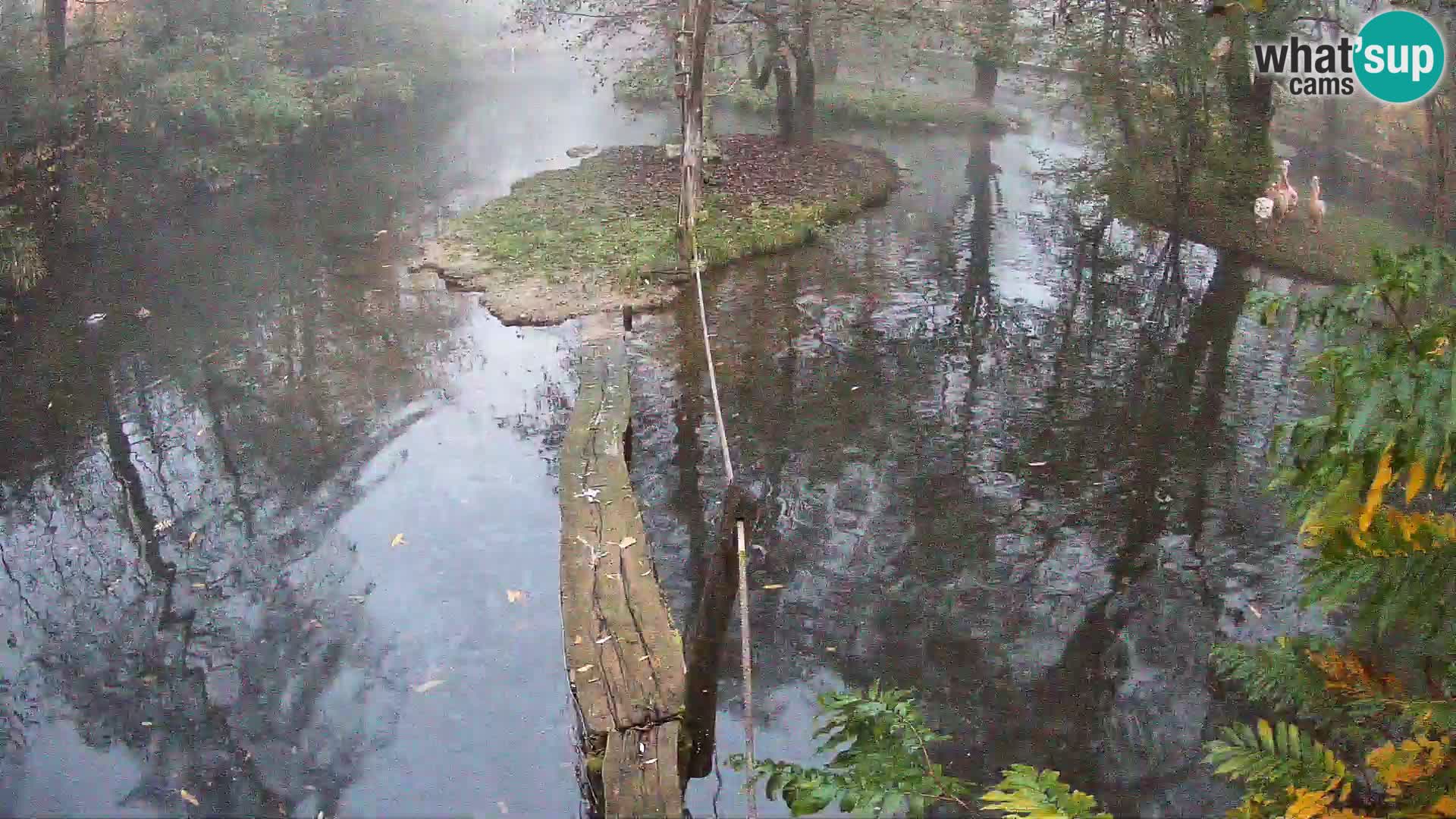 Vari bianconero Zoo Ljubljana webcam