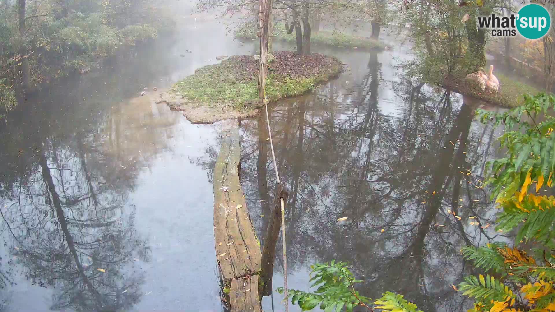 Navadni vari v živo – Ljubljana živalski vrt