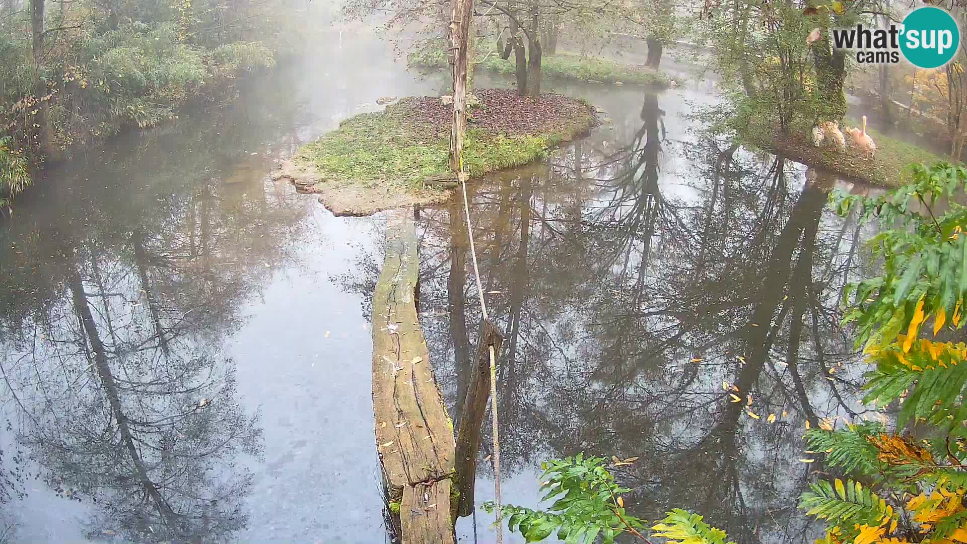 Schwarzweiße Vari Zoo Ljubljana webcam