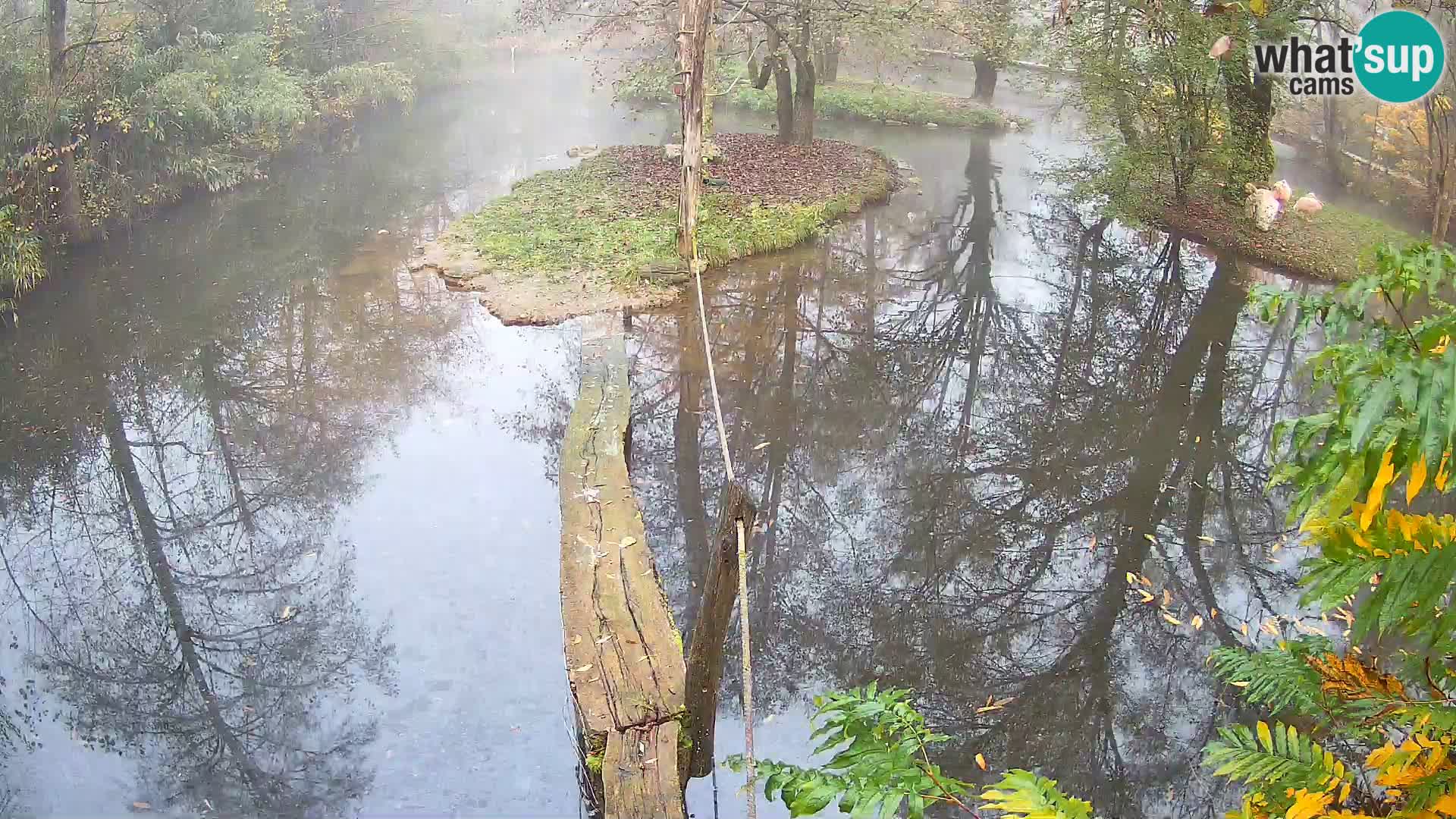Navadni vari v živo – Ljubljana živalski vrt
