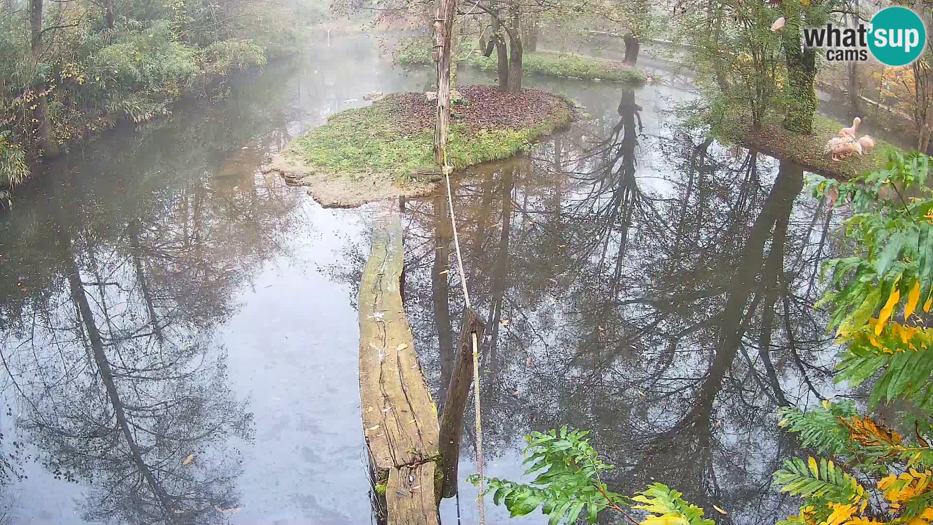 Navadni vari v živo – Ljubljana živalski vrt