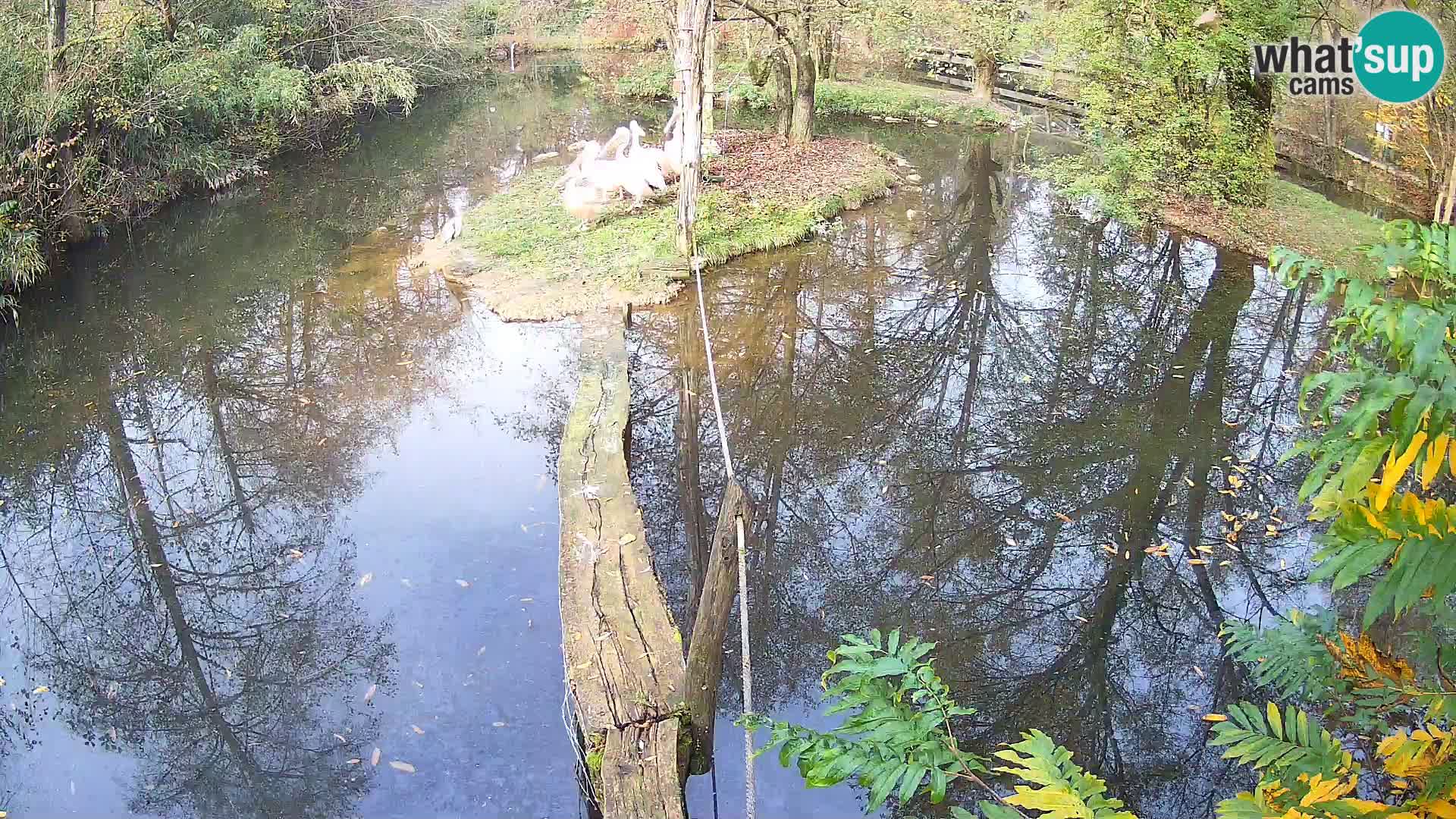 Vari noir et blanc – Ljubljana ZOO  livecam