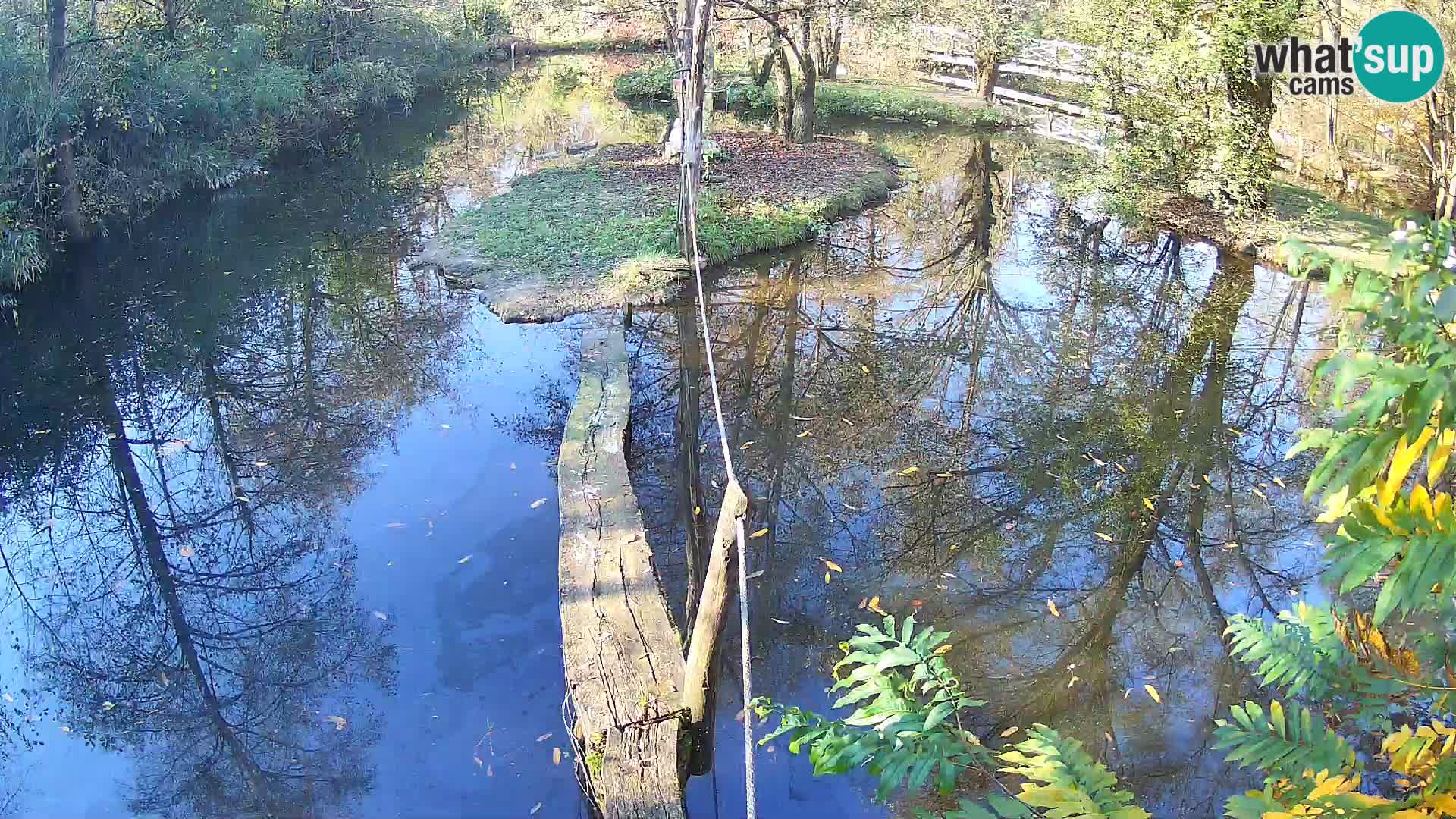 Lémur rufo blanco y negro – Ljubljana Zoo en vivo