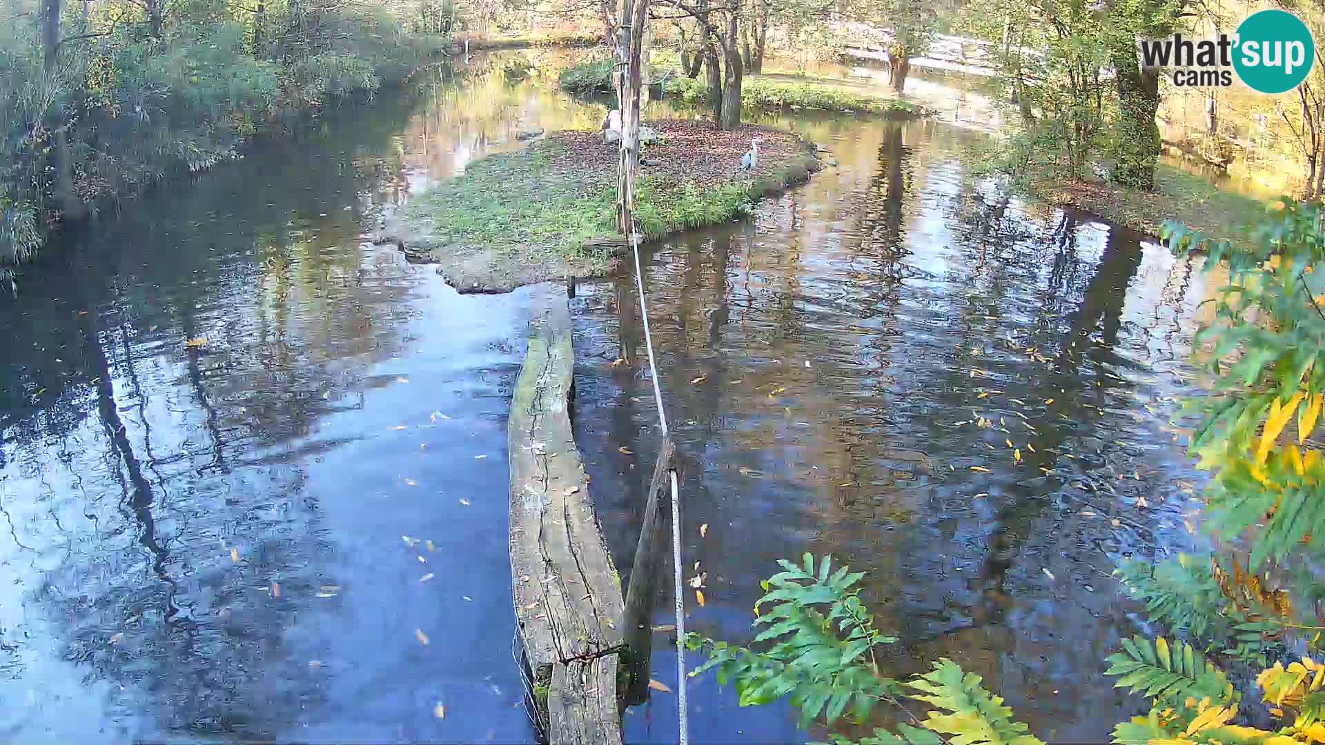 Vari noir et blanc – Ljubljana ZOO  livecam