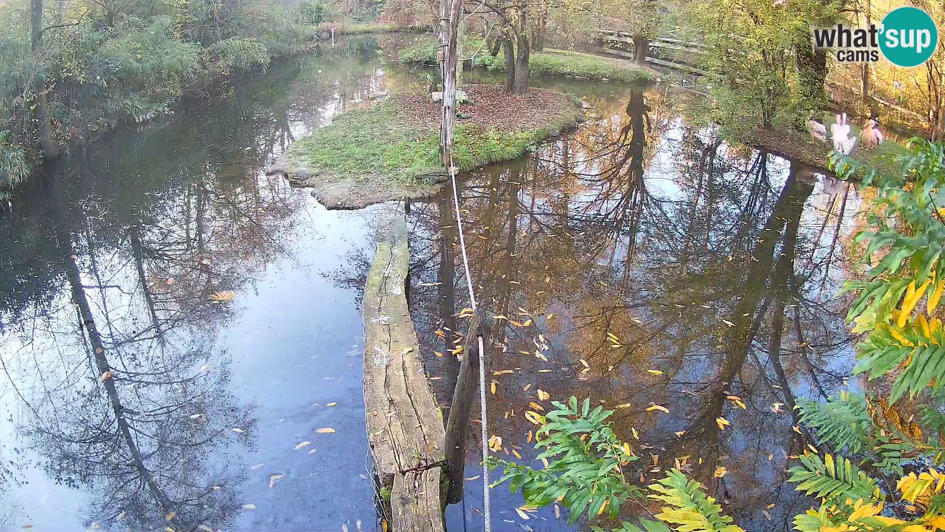 Lémur rufo blanco y negro – Ljubljana Zoo en vivo