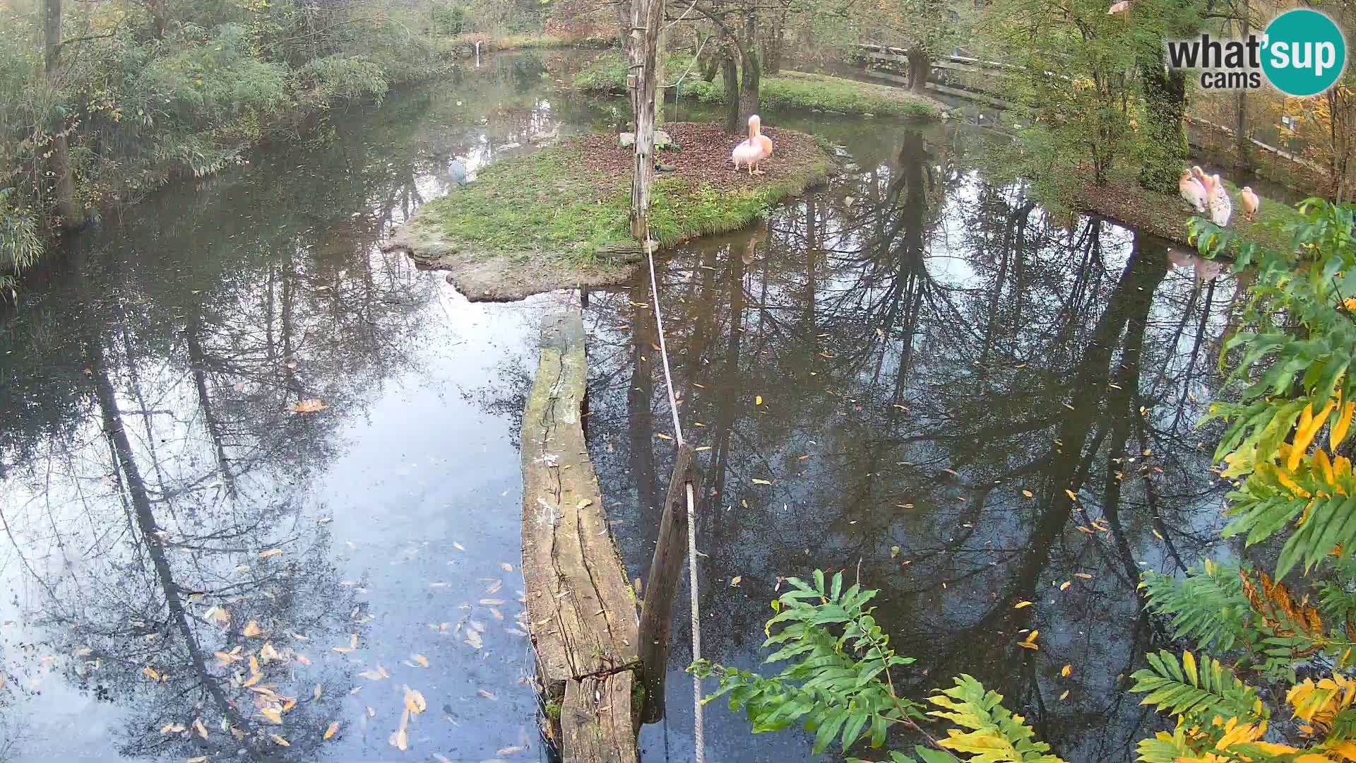 Lémur rufo blanco y negro – Ljubljana Zoo en vivo