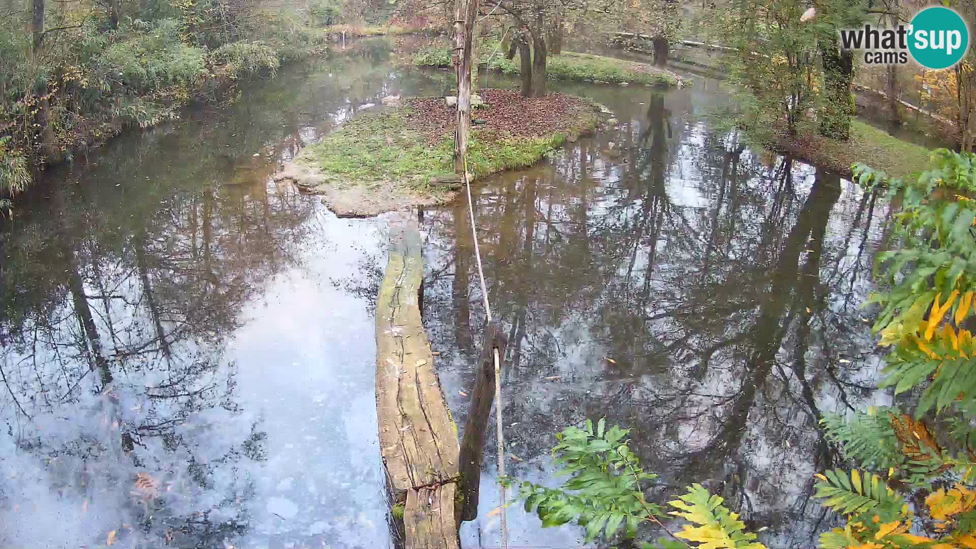 Navadni vari u živo – Ljubljana zoo