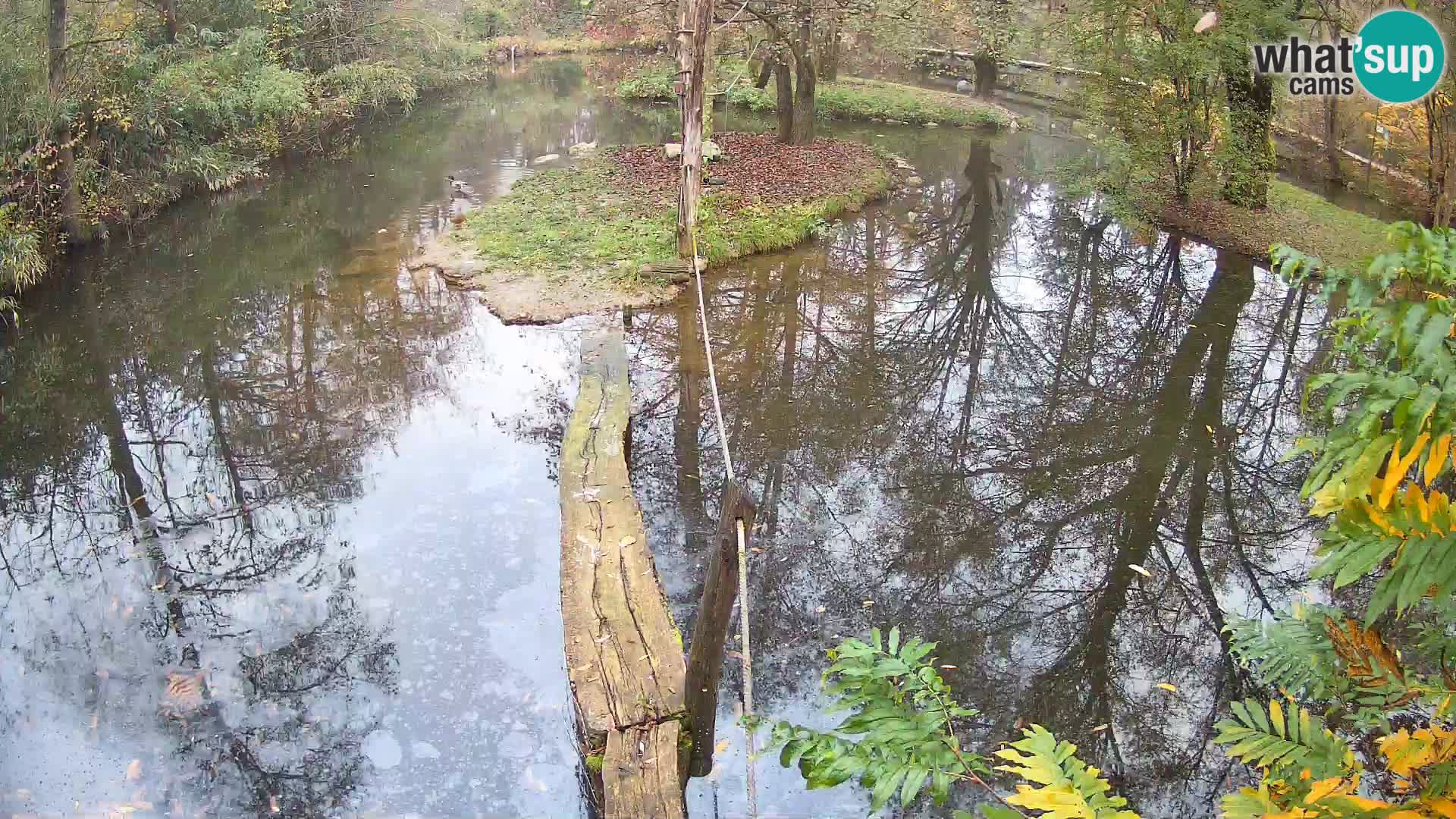 Navadni vari u živo – Ljubljana zoo