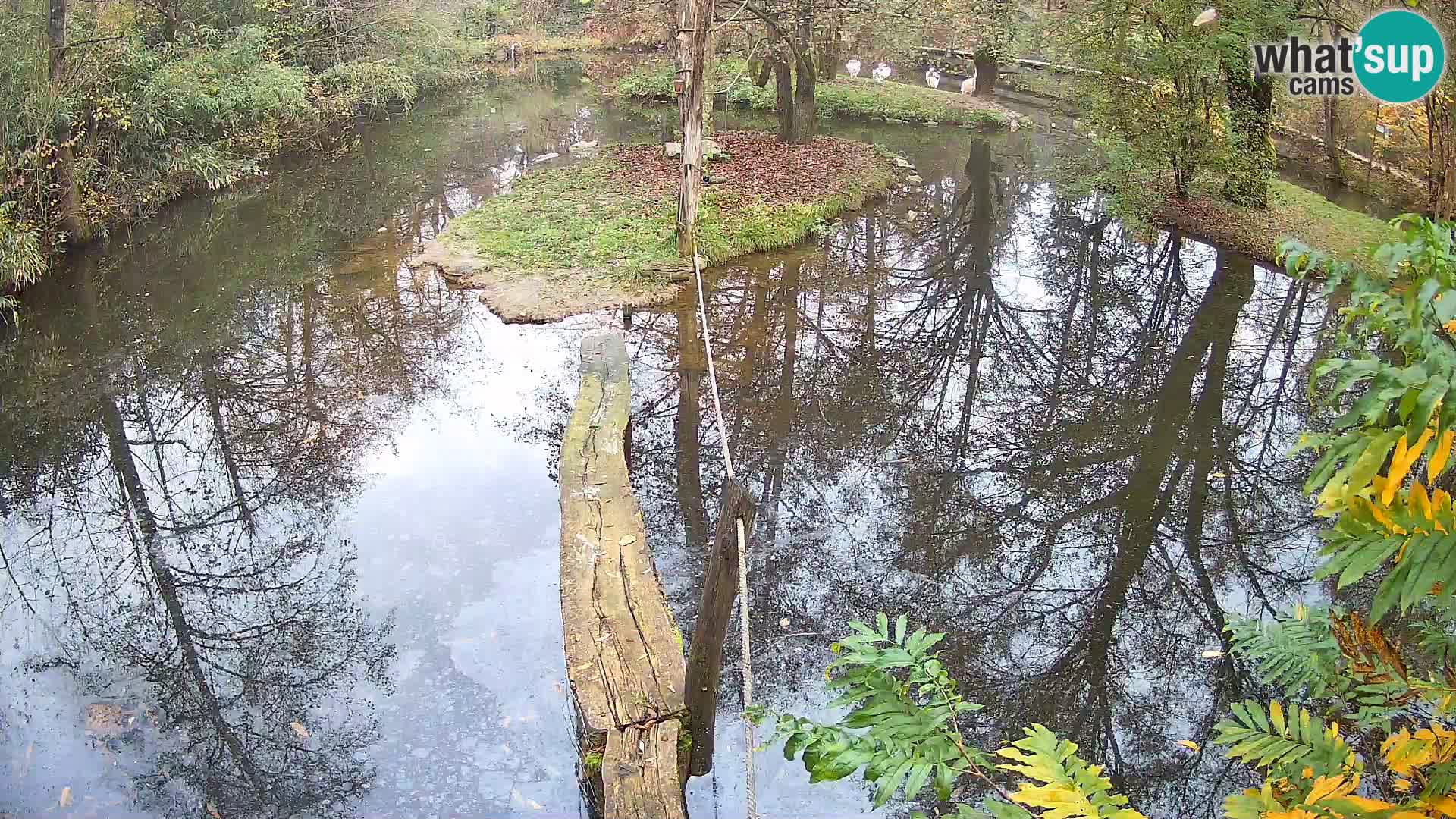 Vari bianconero Zoo Ljubljana webcam
