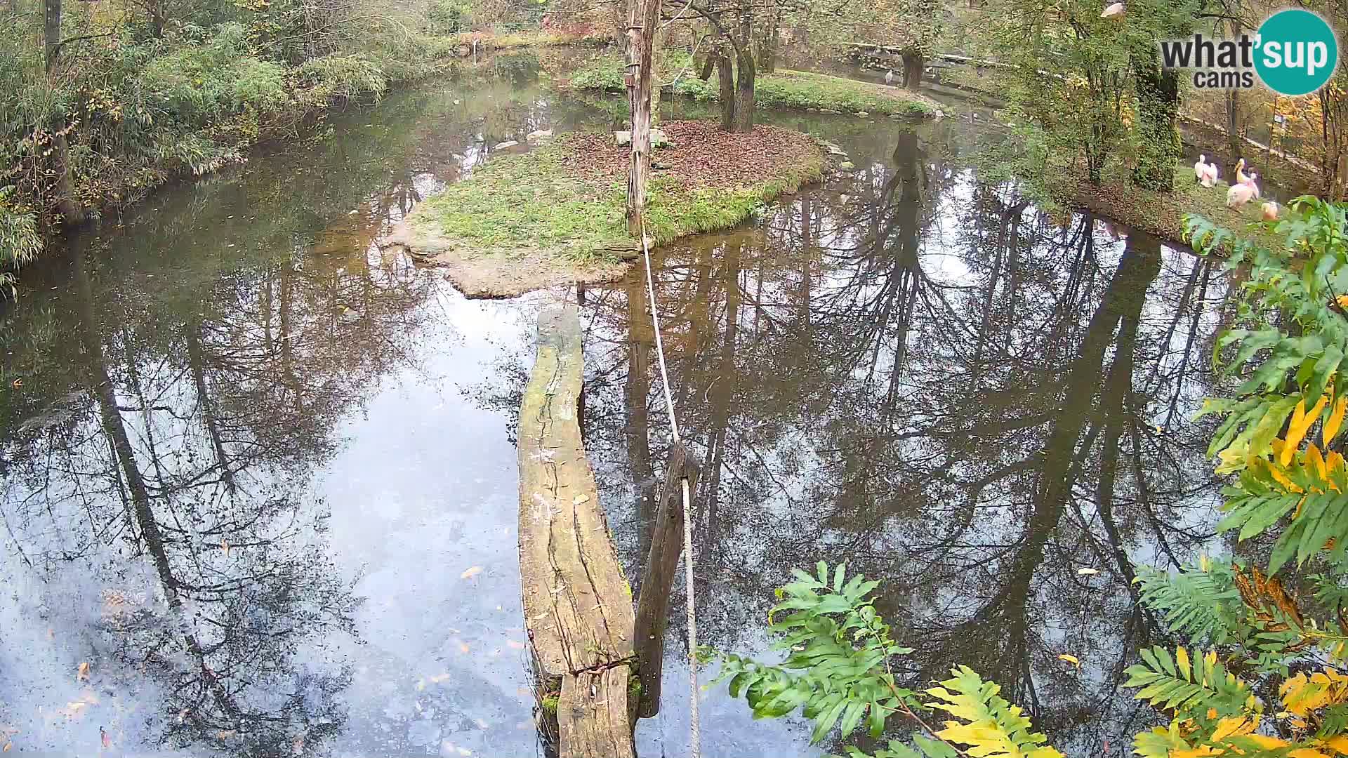 Vari bianconero Zoo Ljubljana webcam