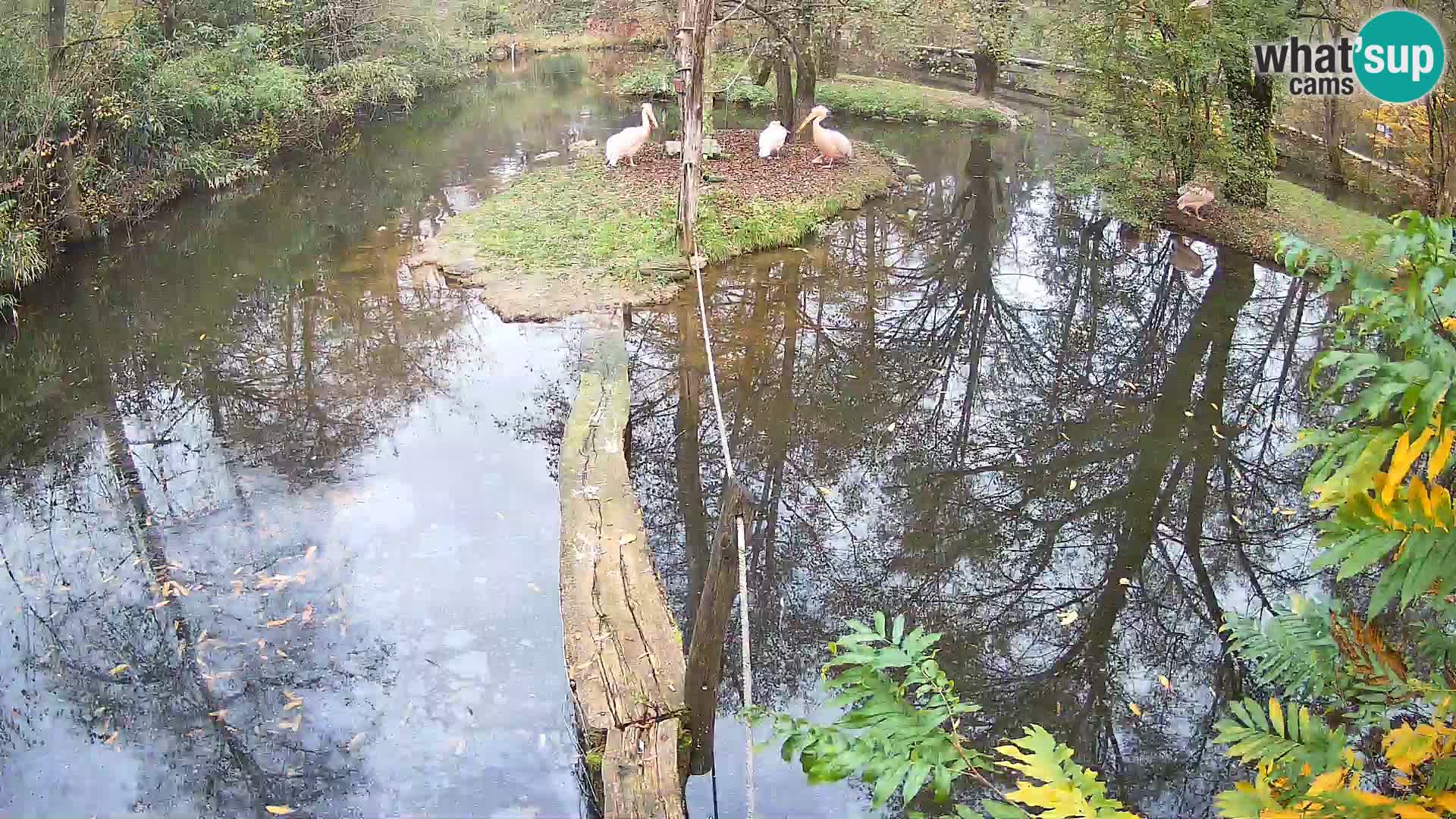Vari bianconero Zoo Ljubljana webcam