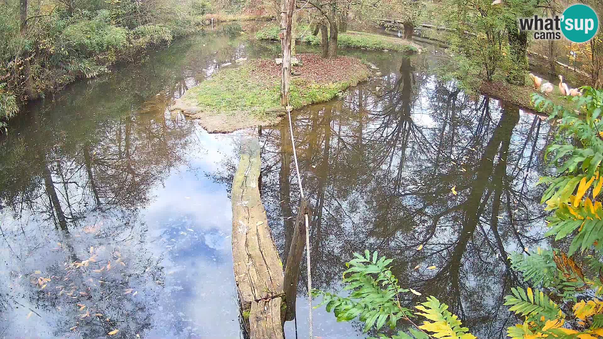 Lémur rufo blanco y negro – Ljubljana Zoo en vivo