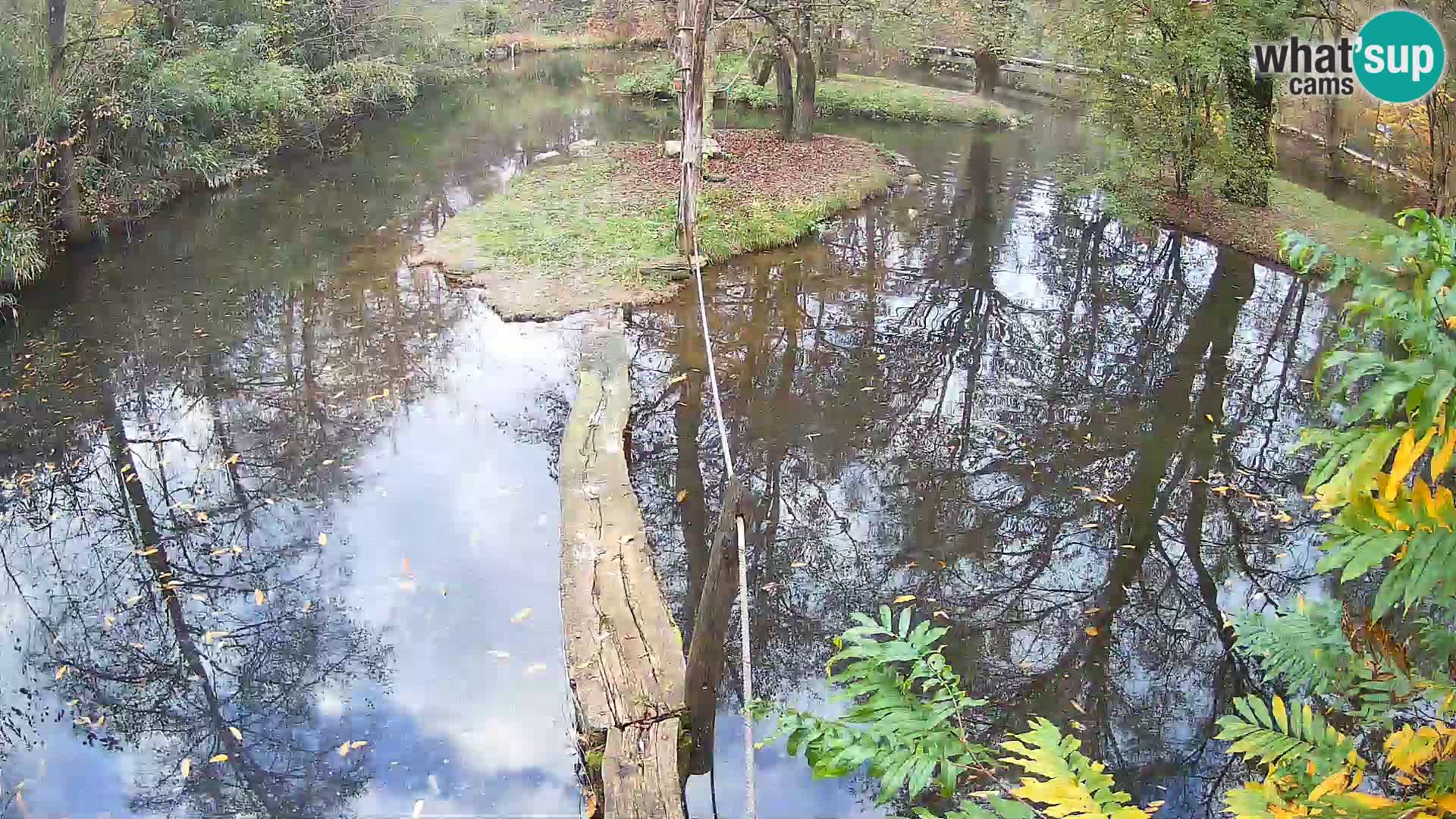 Vari bianconero Zoo Ljubljana webcam