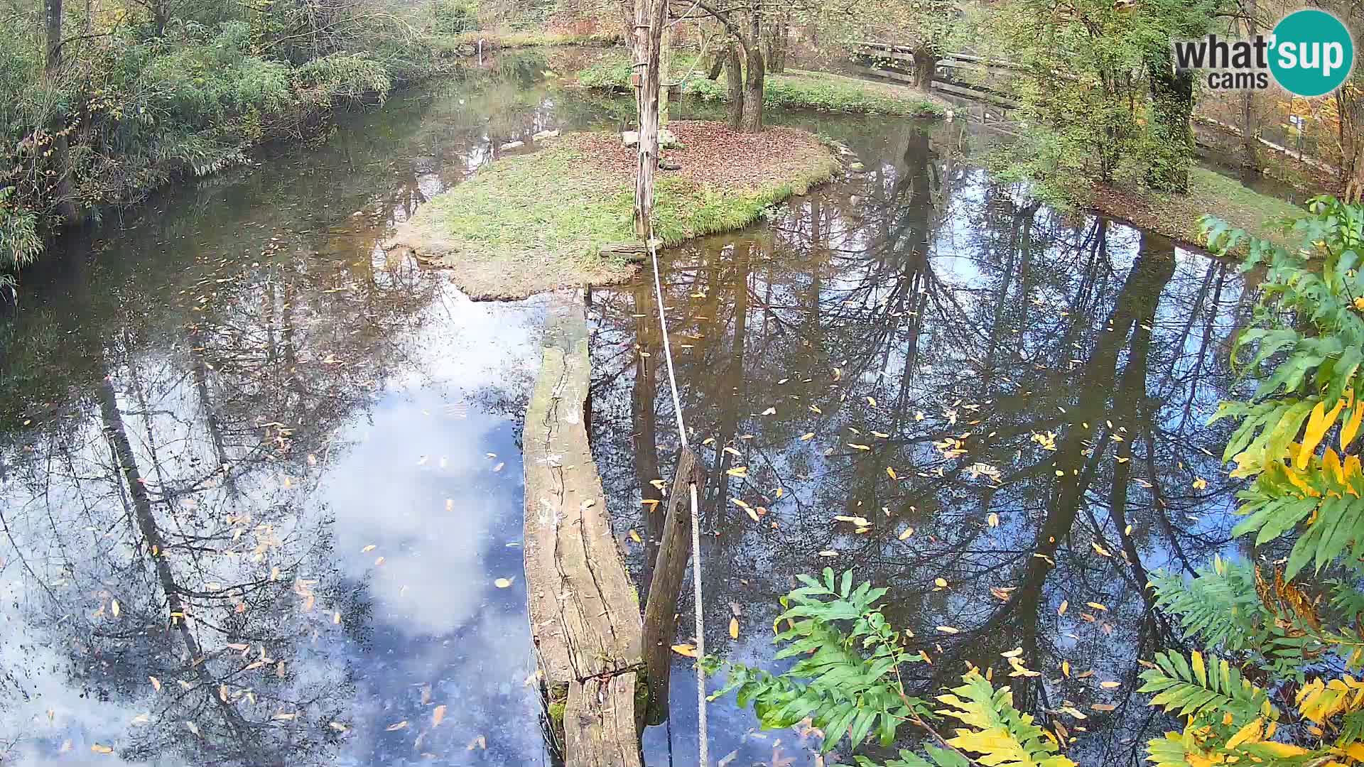 Lémur rufo blanco y negro – Ljubljana Zoo en vivo