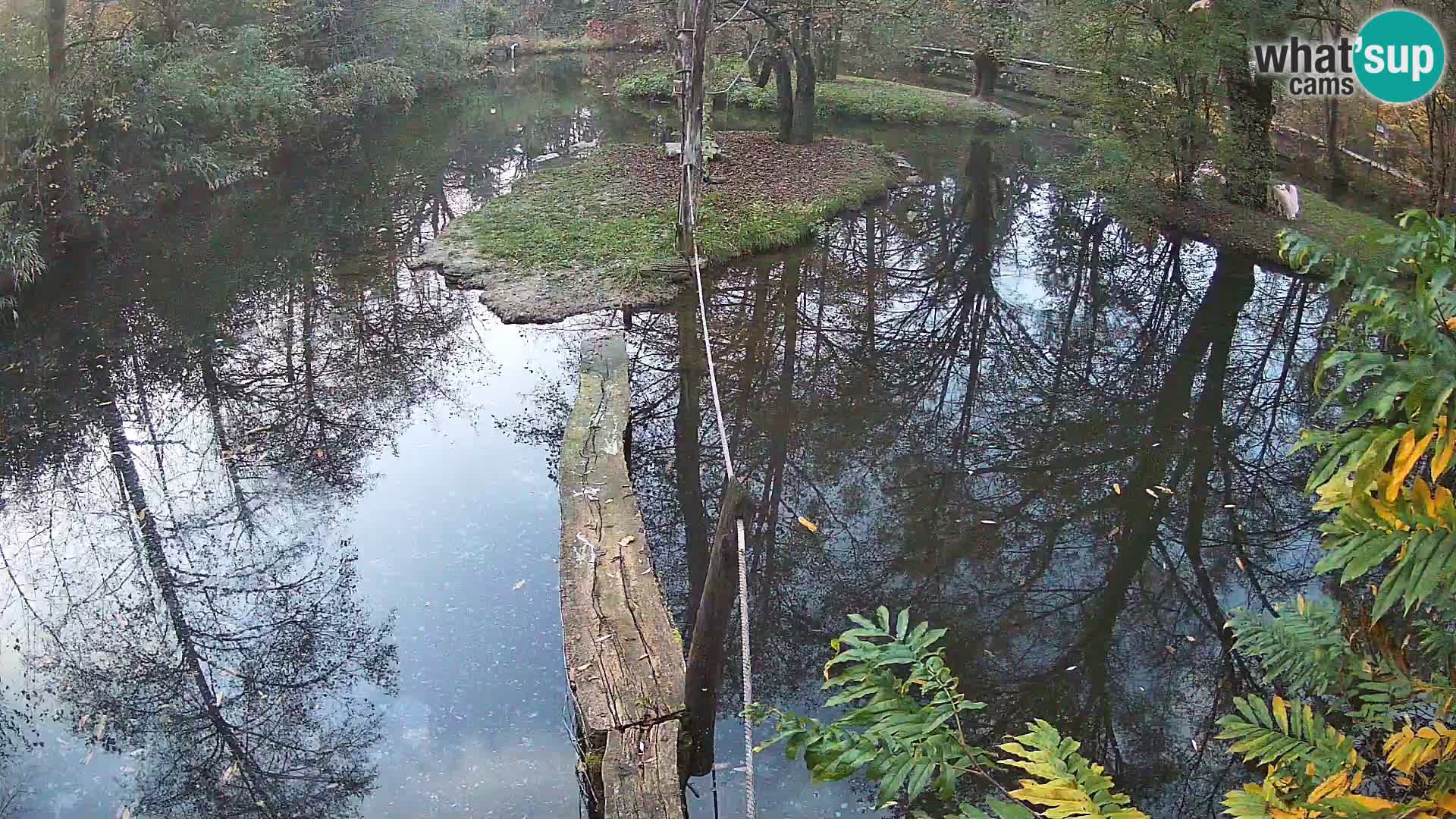 Navadni vari v živo – Ljubljana živalski vrt