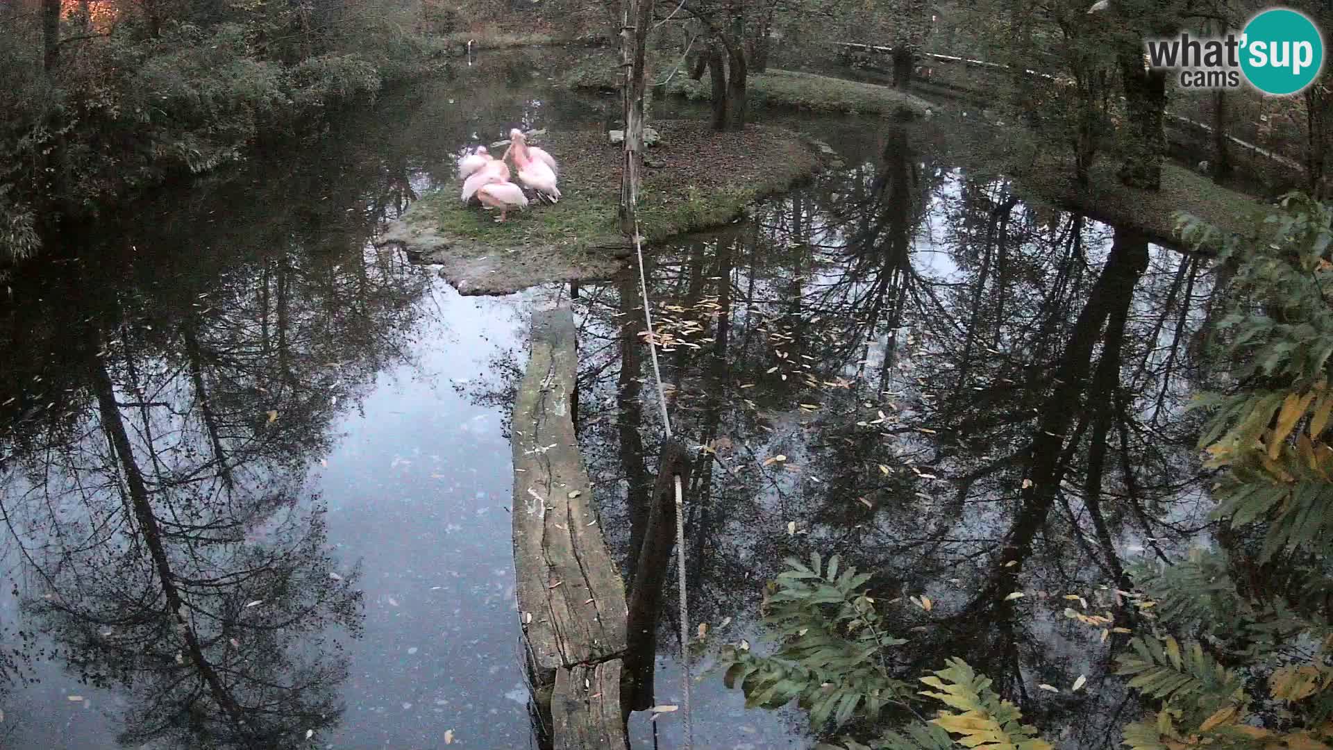 Lémur rufo blanco y negro – Ljubljana Zoo en vivo