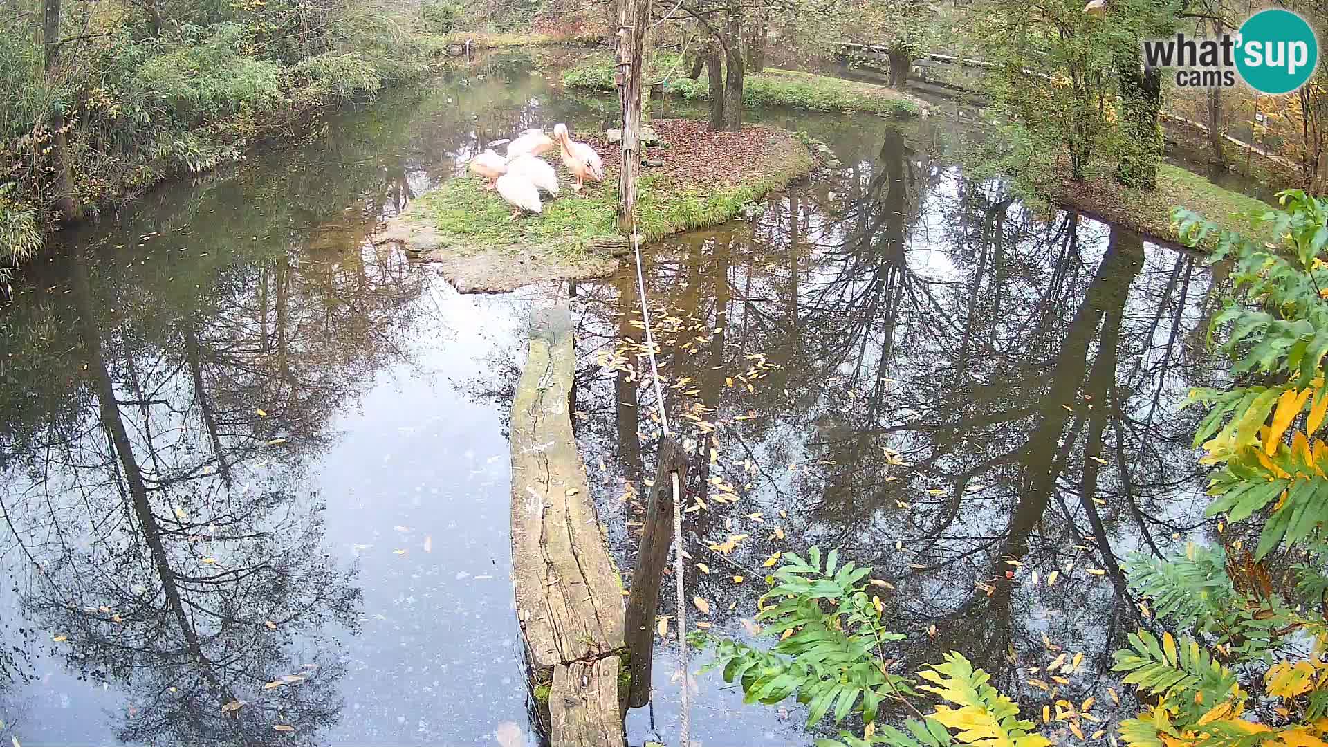 Black and white ruffed lemur Ljubljana Zoo live cam