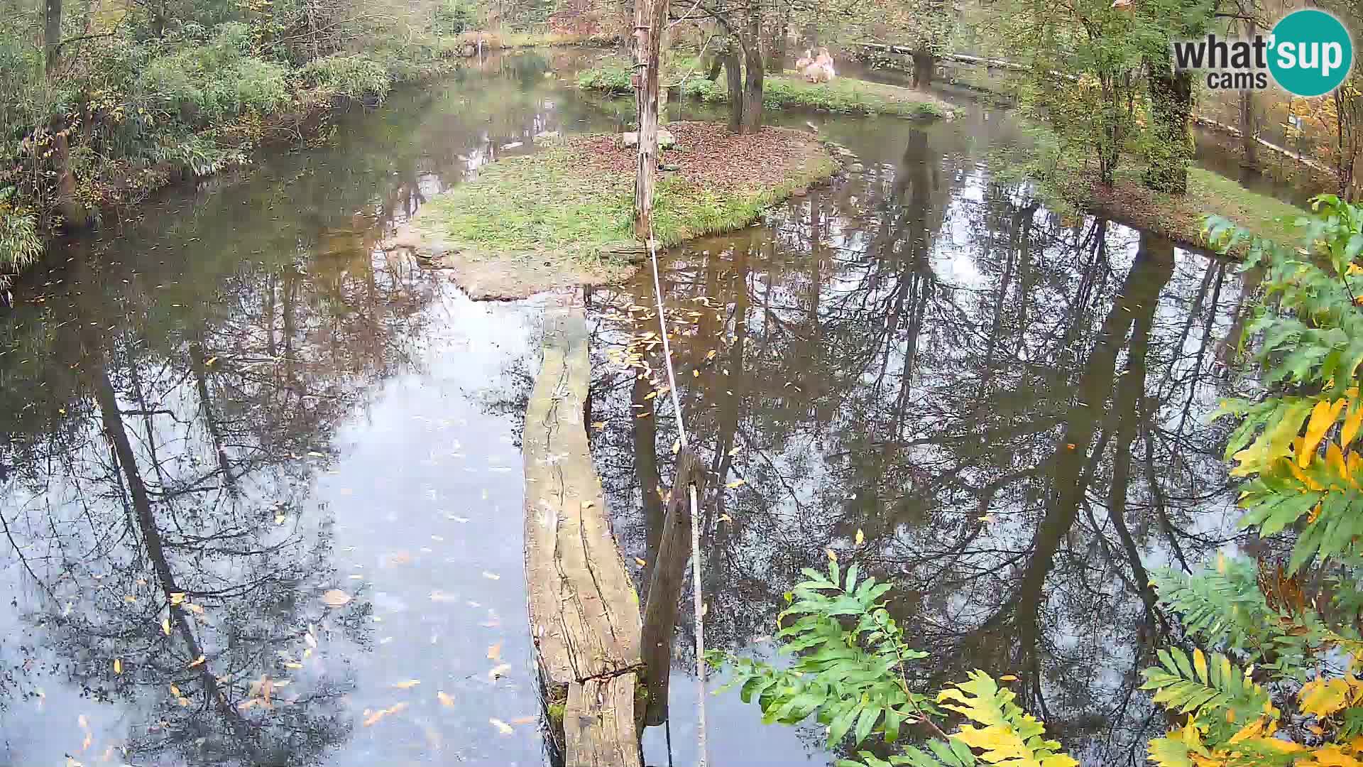 Schwarzweiße Vari Zoo Ljubljana webcam