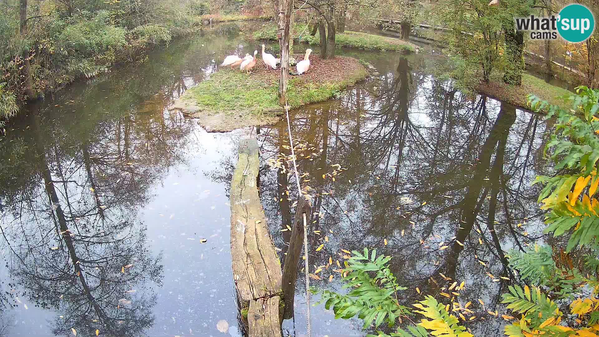 Lémur rufo blanco y negro – Ljubljana Zoo en vivo