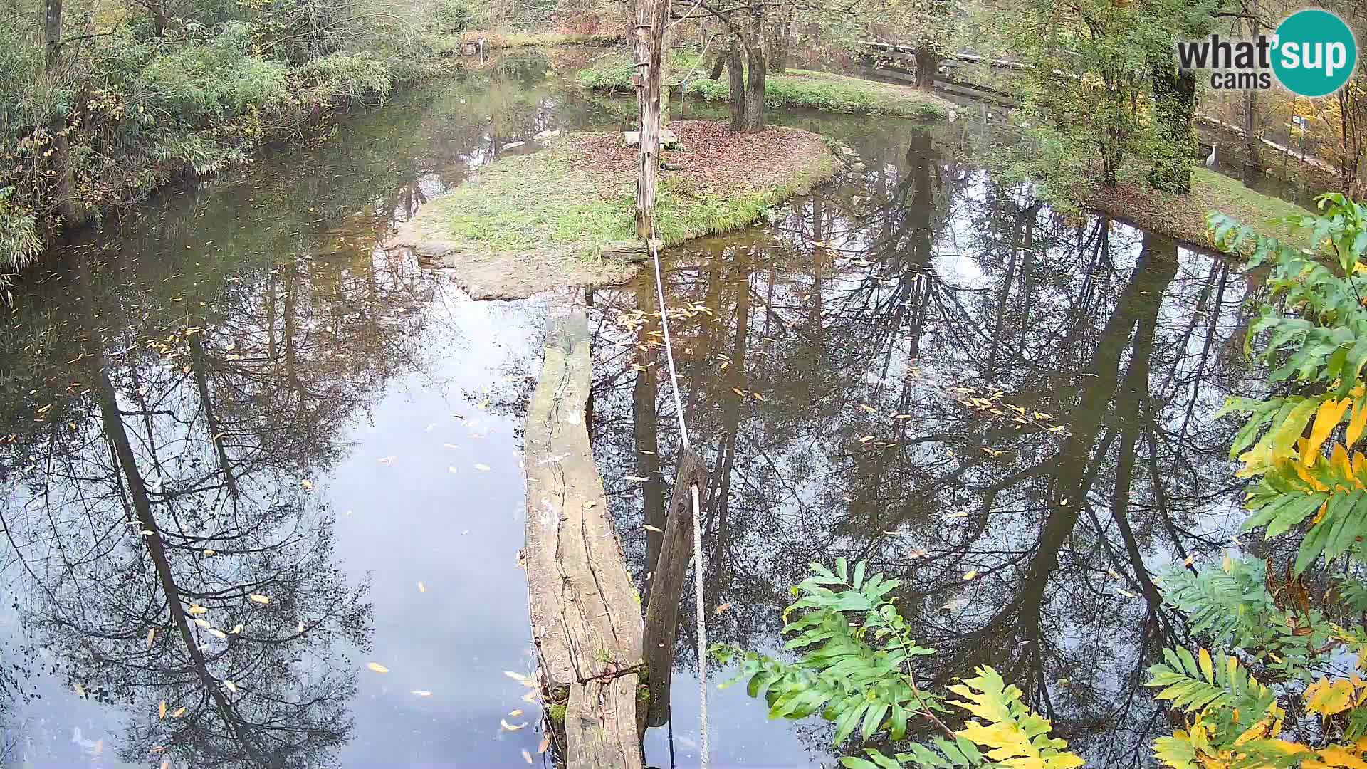 Schwarzweiße Vari Zoo Ljubljana webcam
