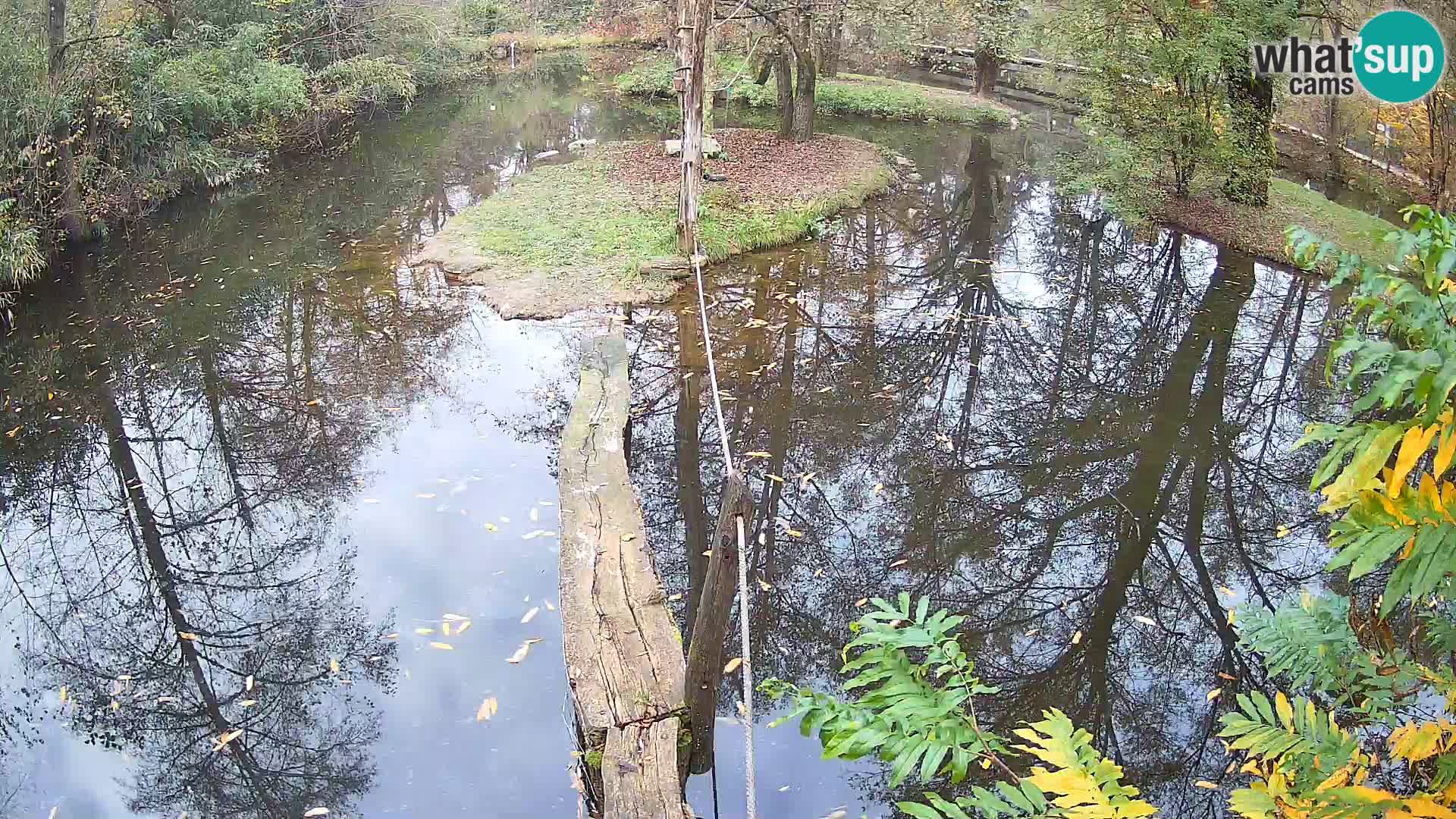 Vari noir et blanc – Ljubljana ZOO  livecam