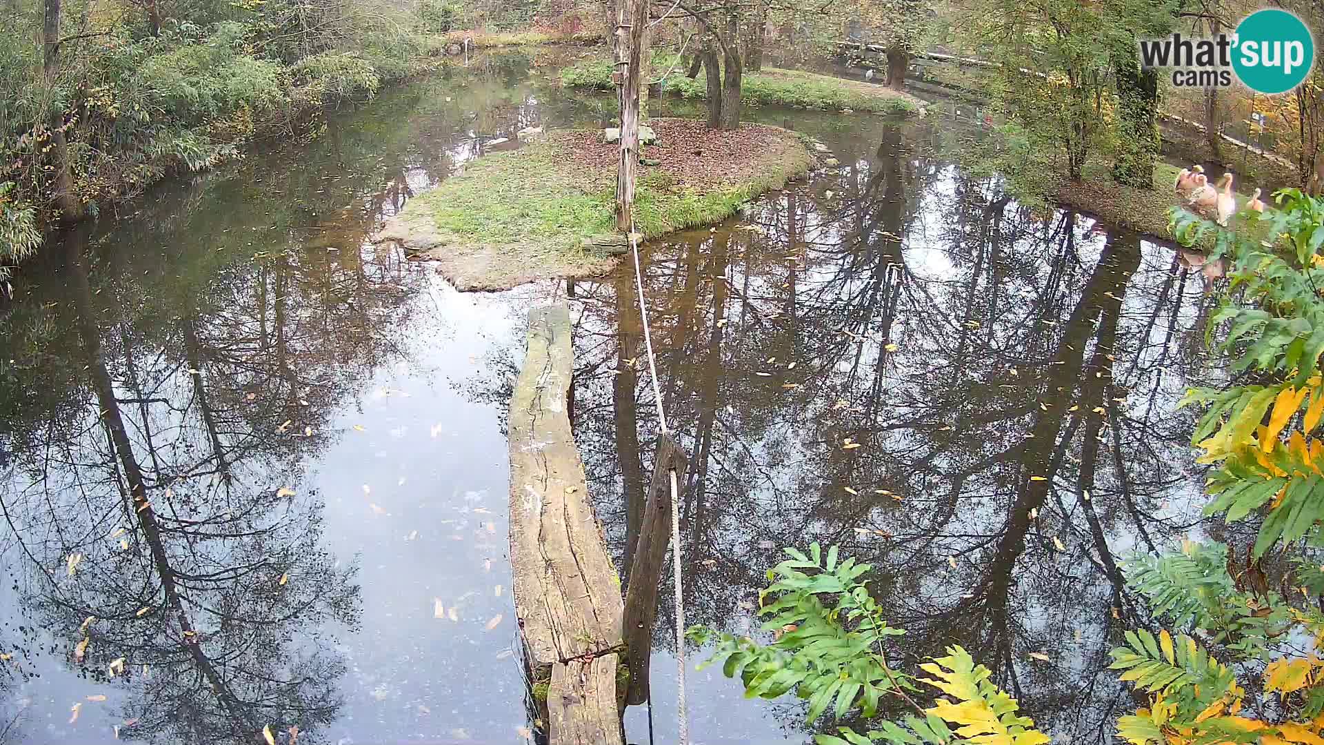 Navadni vari u živo – Ljubljana zoo
