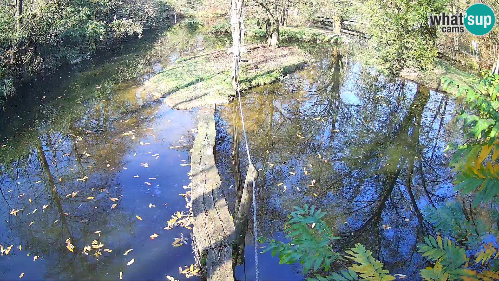 Navadni vari u živo – Ljubljana zoo