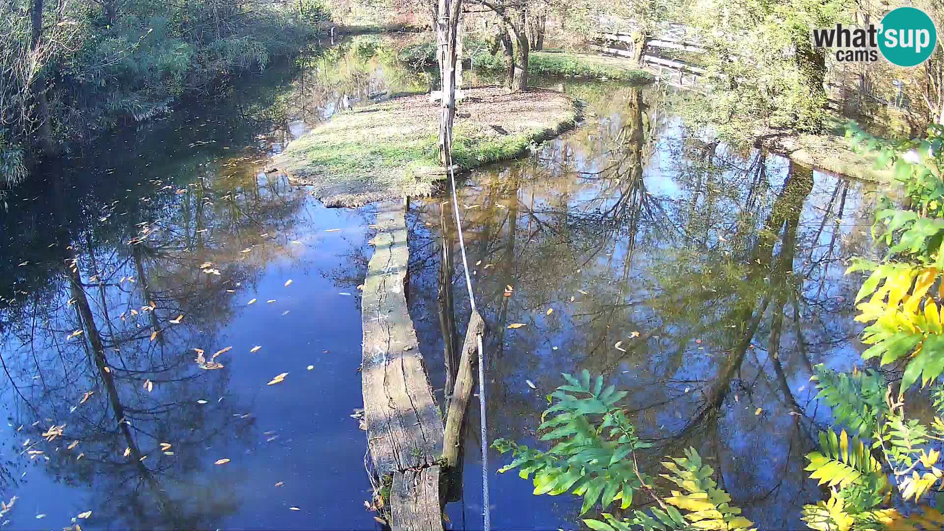 Lémur rufo blanco y negro – Ljubljana Zoo en vivo
