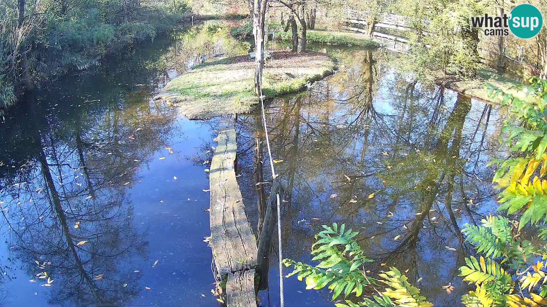Schwarzweiße Vari Zoo Ljubljana webcam