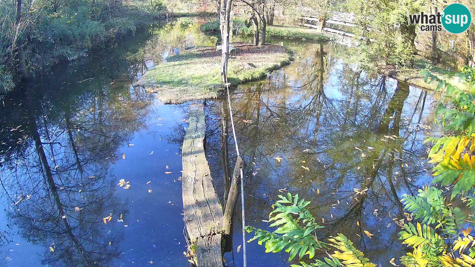 Schwarzweiße Vari Zoo Ljubljana webcam