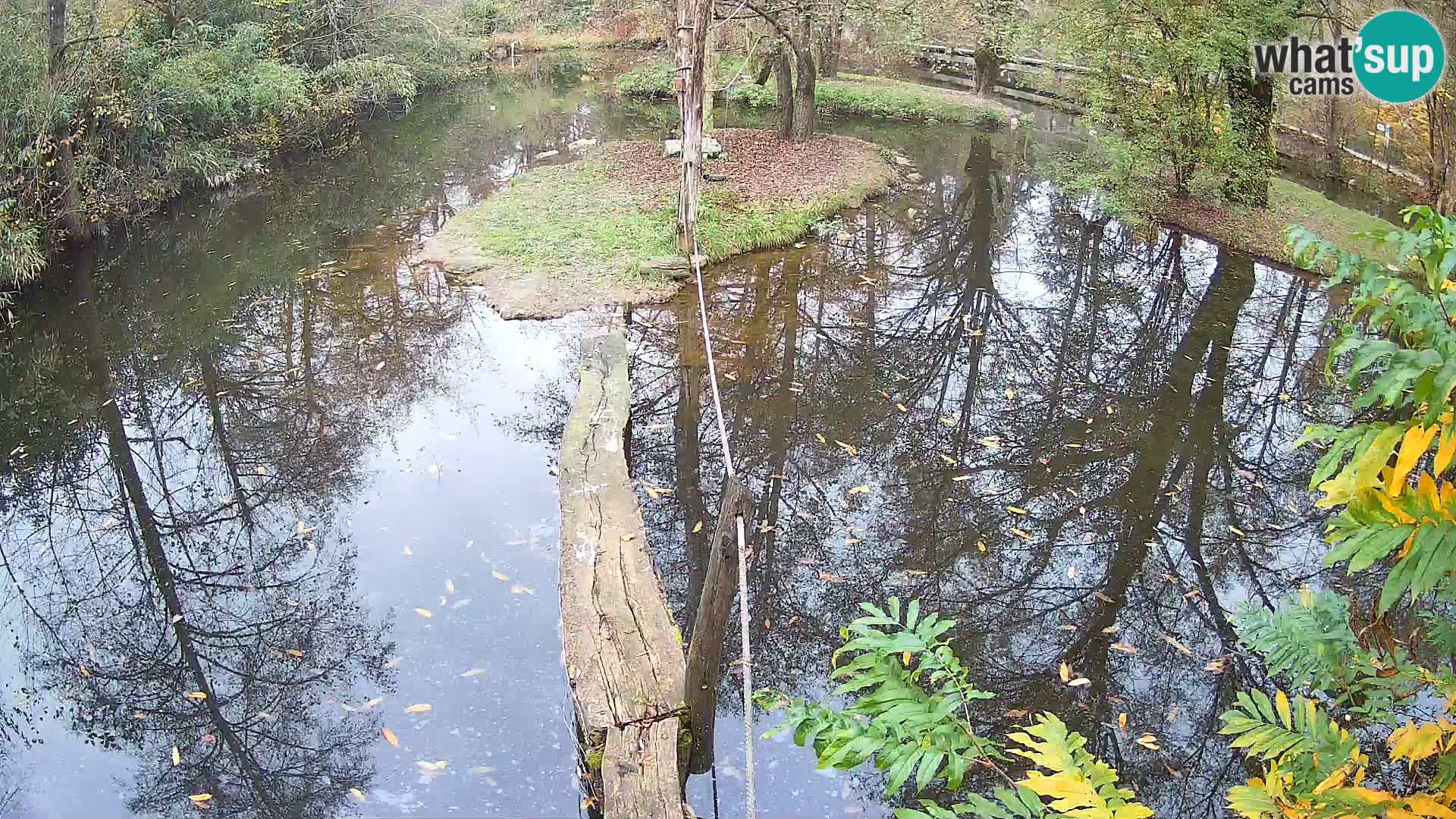 Navadni vari u živo – Ljubljana zoo