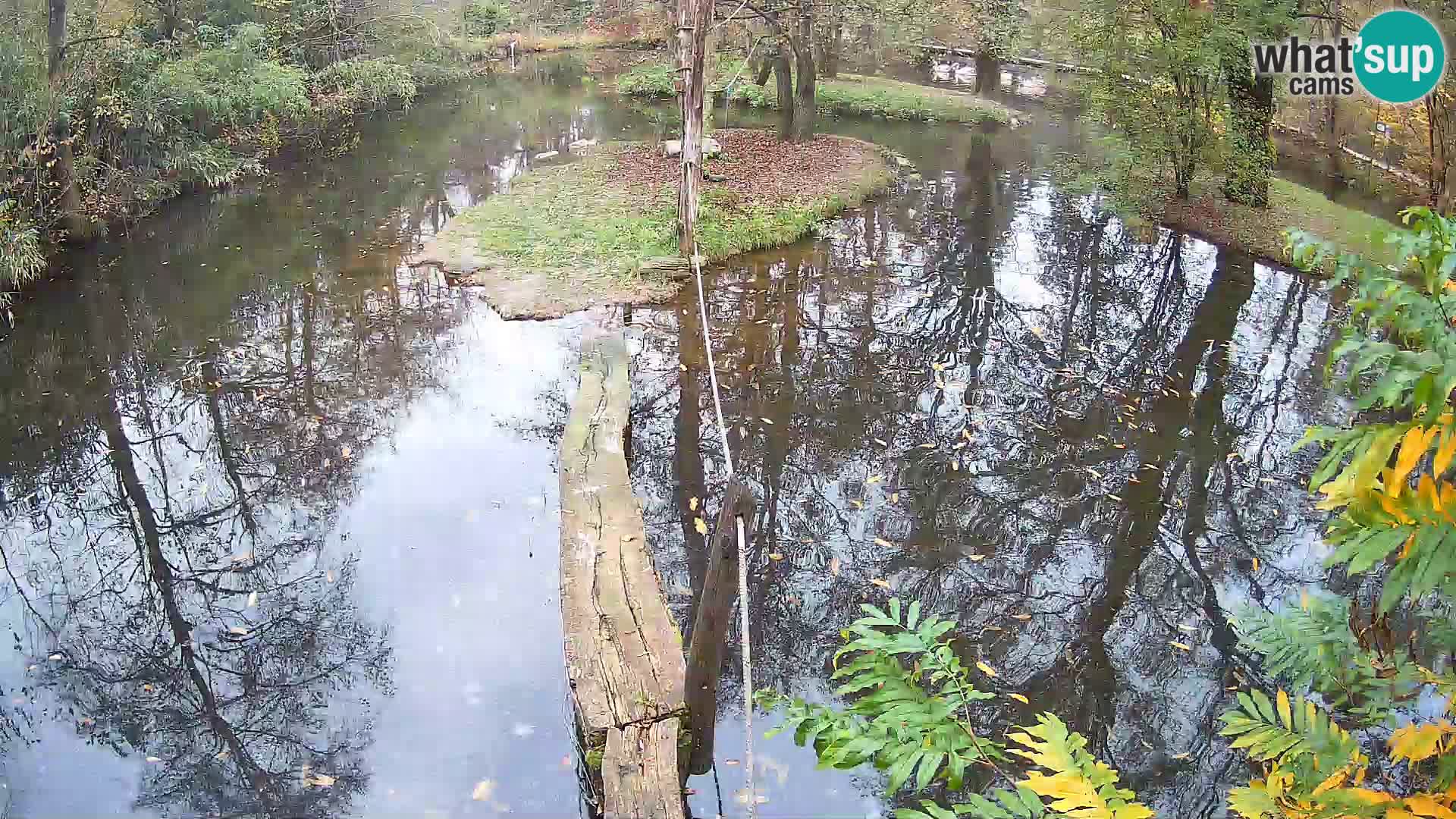 Vari bianconero Zoo Ljubljana webcam