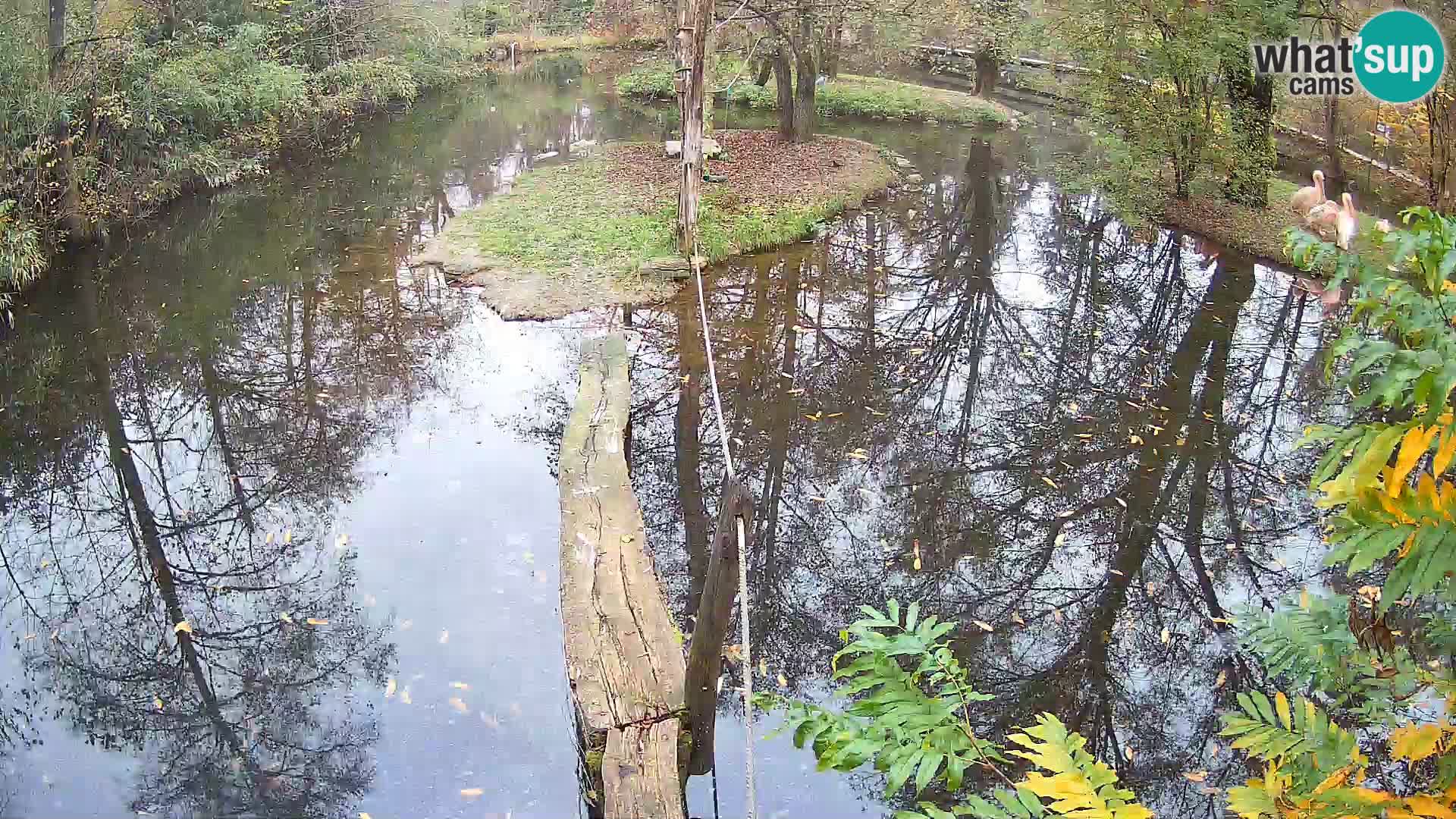 Navadni vari v živo – Ljubljana živalski vrt