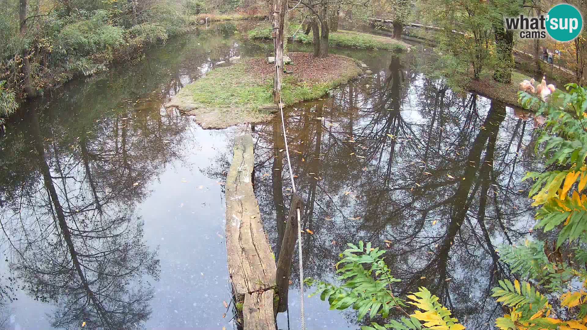 Vari noir et blanc – Ljubljana ZOO  livecam