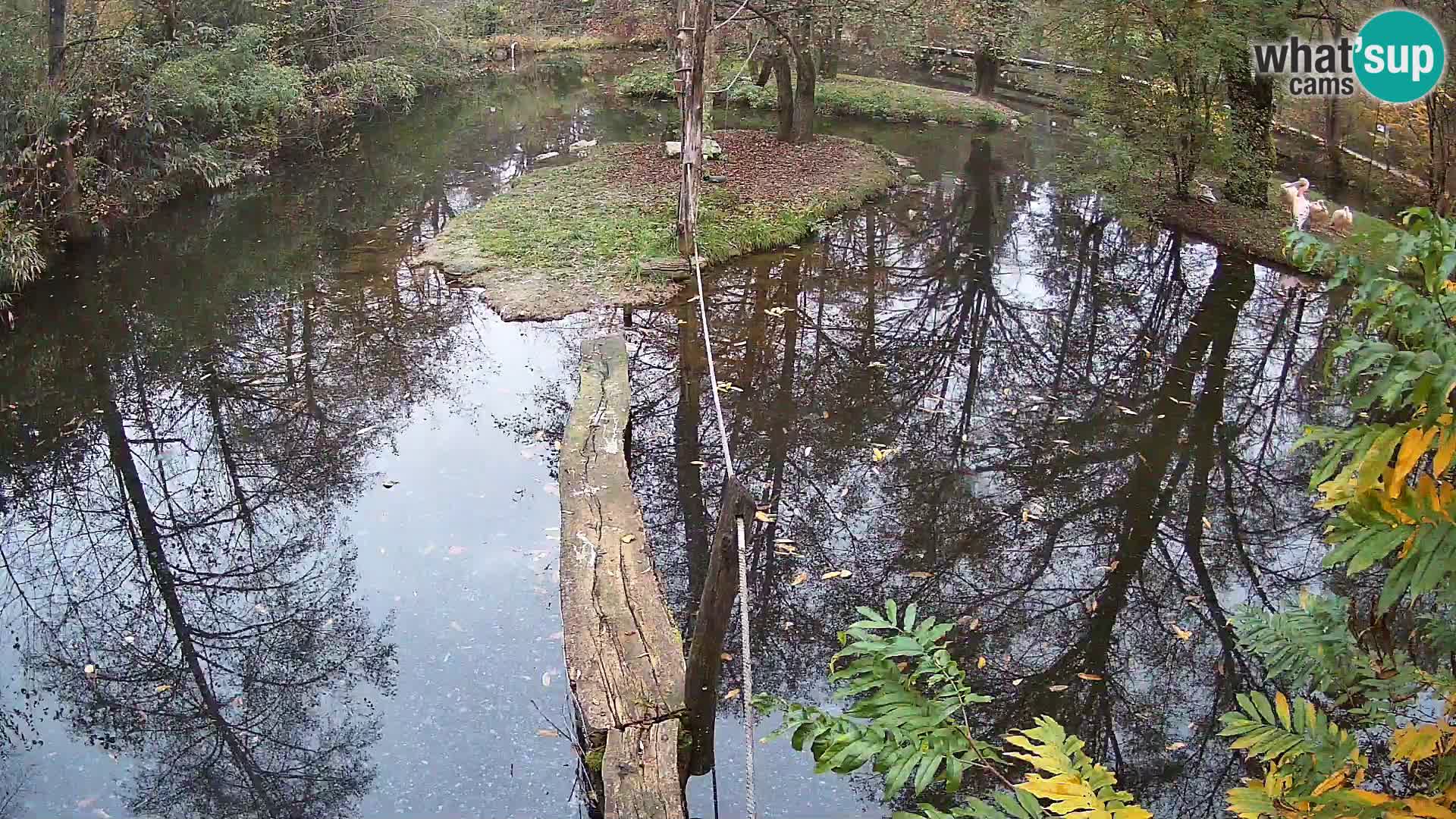 Black and white ruffed lemur Ljubljana Zoo live cam