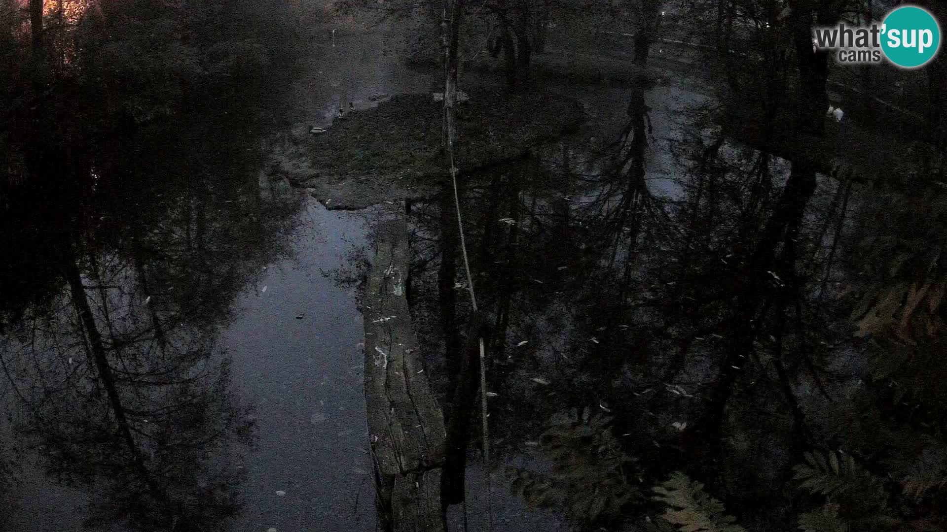 Vari noir et blanc – Ljubljana ZOO  livecam