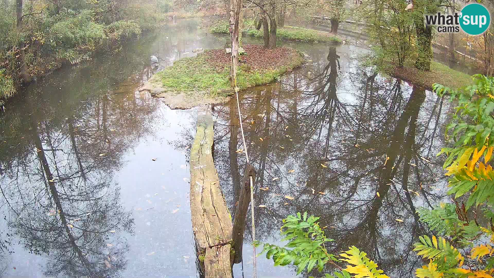 Vari noir et blanc – Ljubljana ZOO  livecam